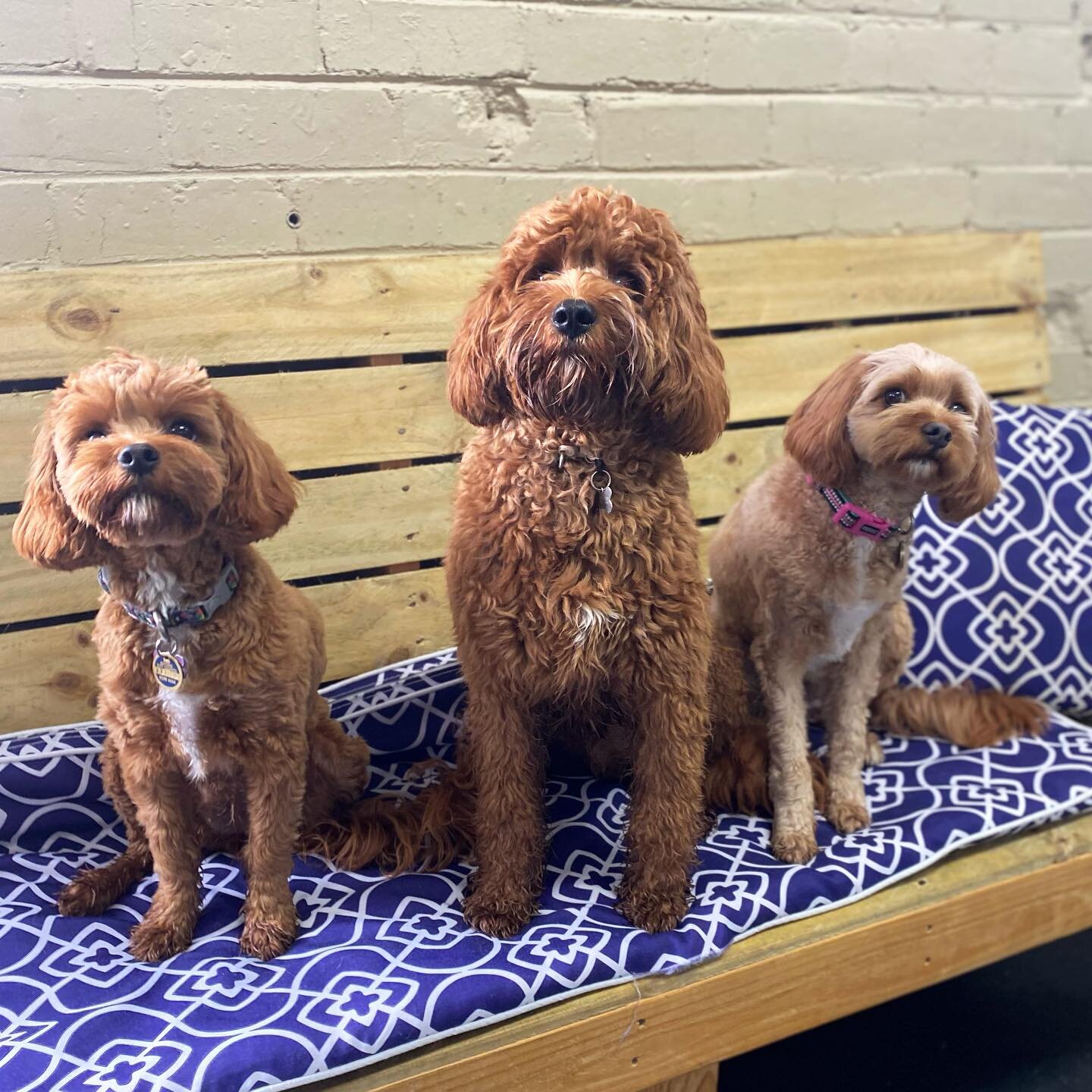 An Abundance Of Cuteness; left to right;
Mimi, Bailey &amp; Pippy 🐾❤️🐾
.
.
#cuteness #cutenessoverload #cuties #cutedogs #cavoodles #oodles #love #cavoodlesofinstagram #doggydaycare #wecare #welovedogs #lovedogs #dogs #furfamily #furryfriends #furi