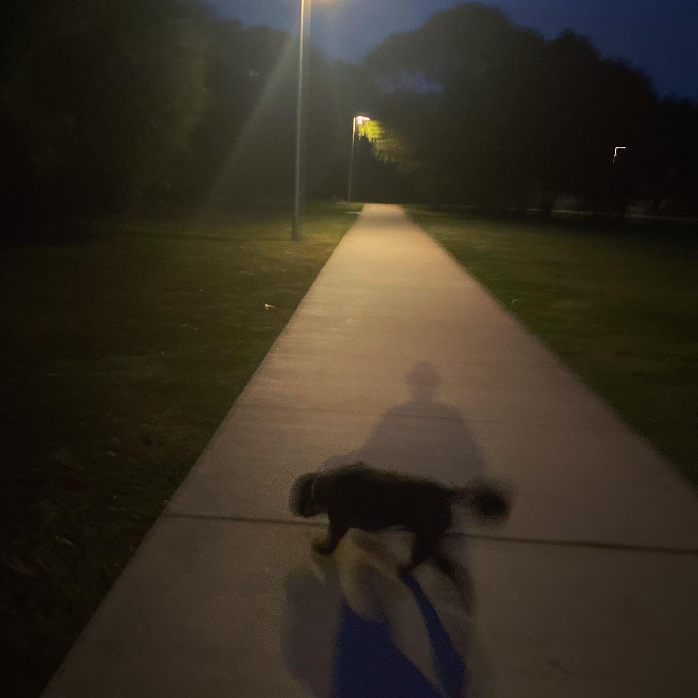 Early bird catching the worm!  Miss Lottie enjoying a new park to explore 🐾🐾
.
.
#dogminding #doggydaycare  #staycation #holidaycare #dogwalking #instadogs #morningwalks #walks #newpark #newsmells #cavoodles