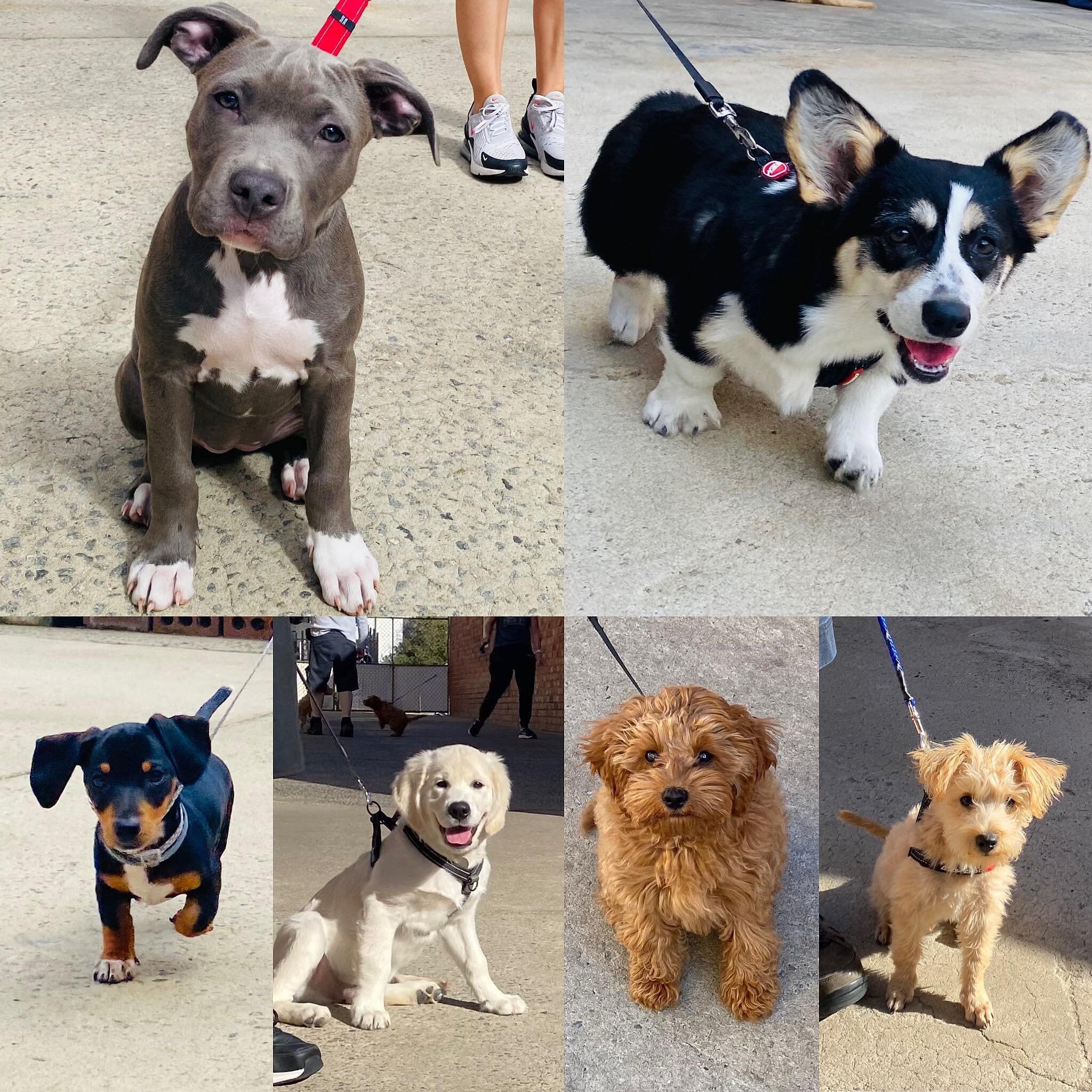 We still have a couple of spots left for this weekends group puppy class.. details below!

Group Puppy Classes will re-commence:
Saturday 13th of April at 9.30am.
Location: Mind My Lead, Highett
Duration: 3 weeks 
Age: 8-20 weeks 
Cost: $220.00

🐶 ?