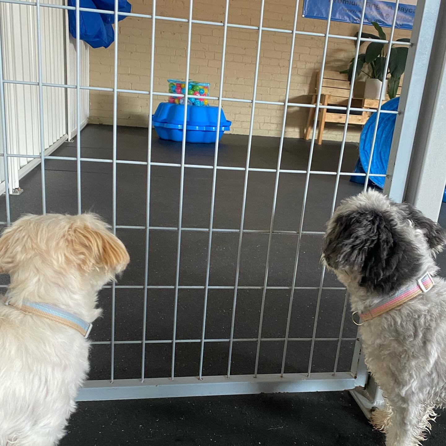 Didn&rsquo;t take long for our hardcore ball pit lovers to sniff out the new bag of balls for the ball pit! A lot of FUN had! 
.
.
#ballgames #ballpit #daycarefun #play #dogsplay #playtime #happydogs #fun #fundogs #highenergy #furfamily #dogs #furien