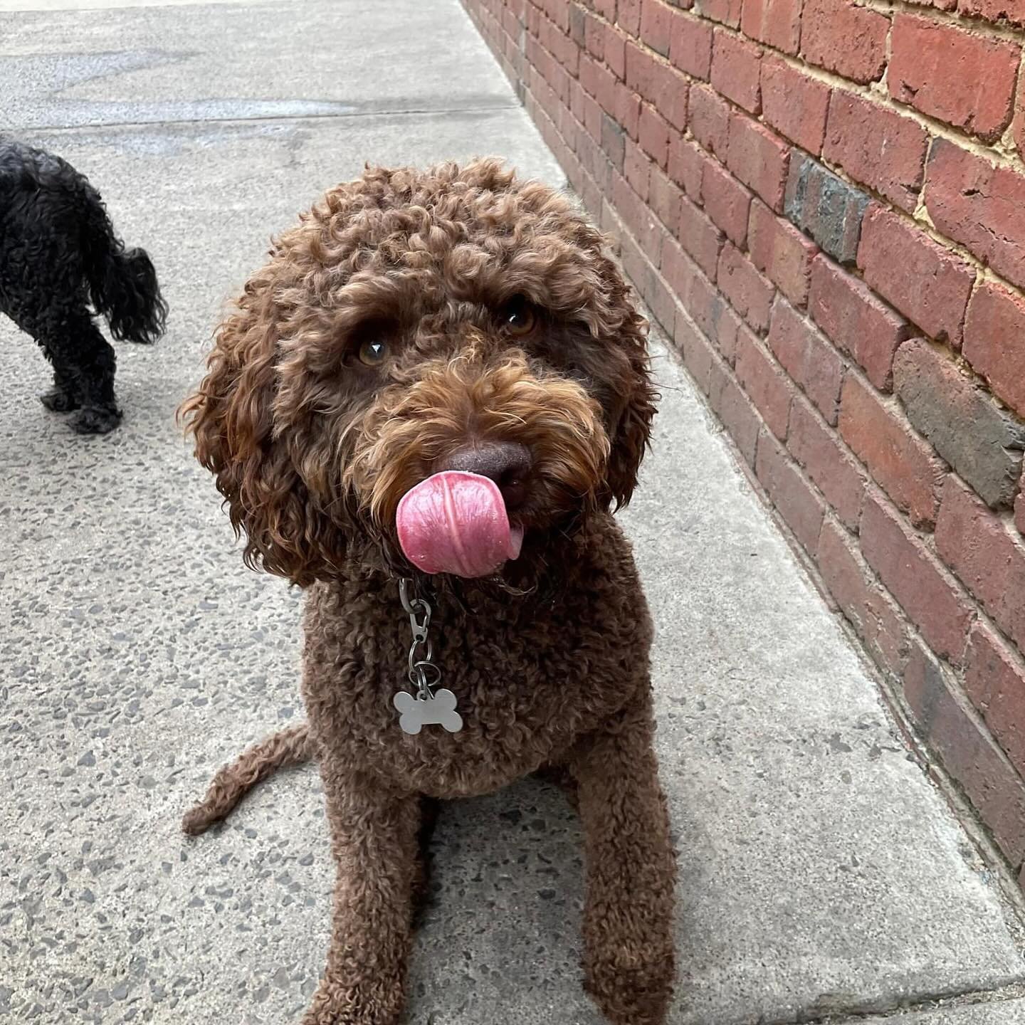 Tongues Out Tuesday with Dahlia! 
.
.
#tot #tonguesouttuesday #fundogs #dogs #dogsplay #dogsplaying #daycare #tuesdayvibes #doggydatcare #lagotto