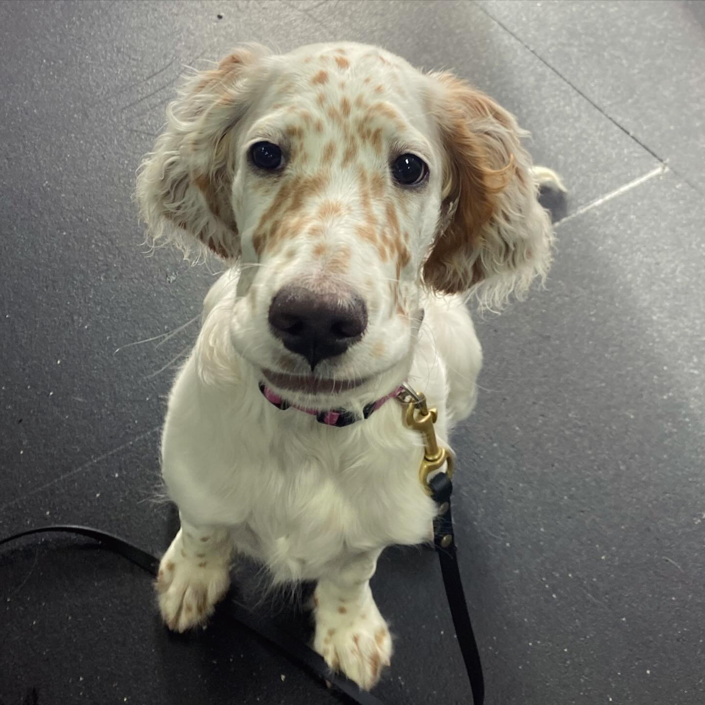 We had a special little visitor yesterday afternoon! Miss Gelato (Jeli) popped into MML with her mum Kiara! Jeli, you are a bundle of delight 🌸💜@english.setter.alby 
.
.
#puppylove #englishsetter #instapuppy #newpuppy #cutie #bundleofjoy #pup #engl