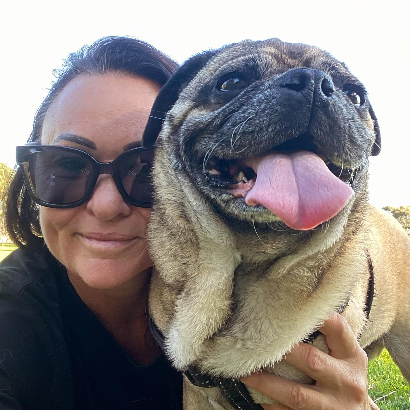 Never too late for TOT. And to welcome Exy back to Melbourne &amp; we can&rsquo;t have you back, reunites with your fur family 💙
@msandrena 
.
.
#tot #tuesdayvibes #tonguesouttuesday #tonguesout #fun #playful #instadogs #welcomeback #pug #pugoftheda