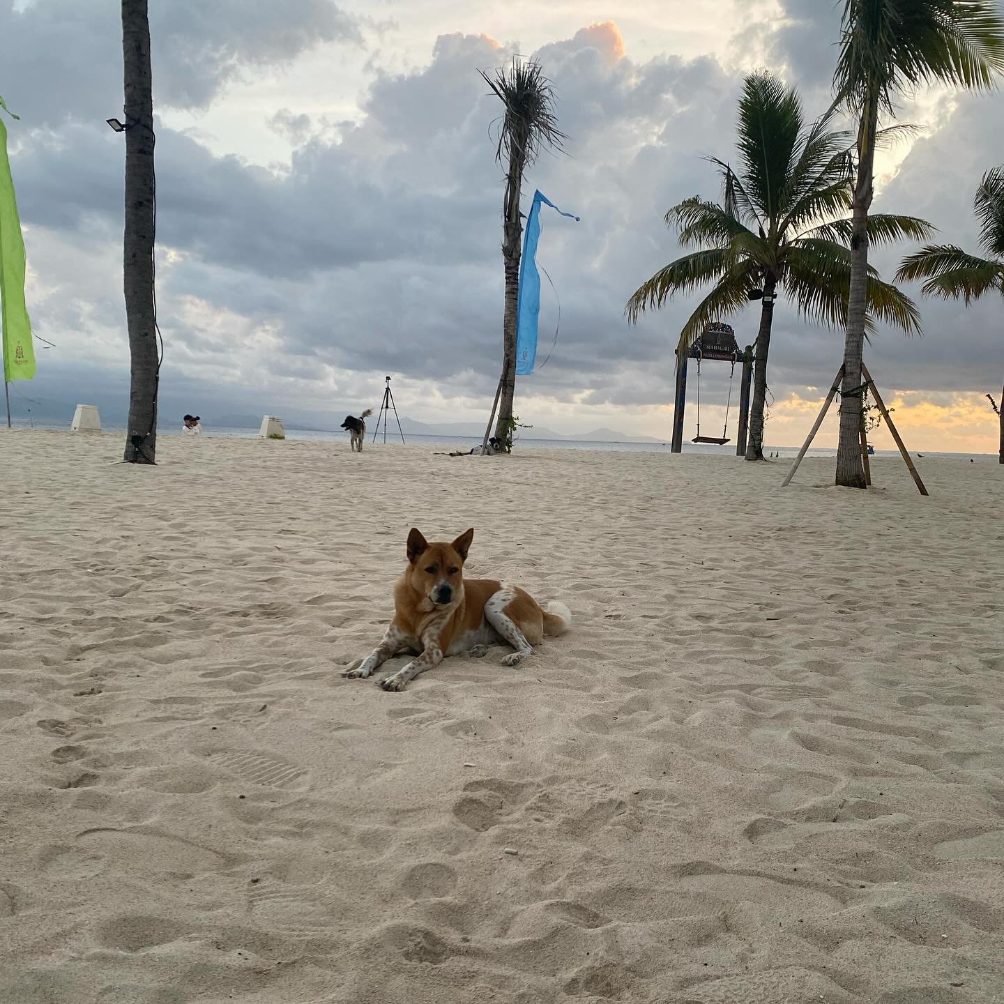 This mornings sunrise gang - 3 followed me back into our resort, certainly not shy! 
@nusalembonganbeach
.
.
#sunrisedogs #beachdogs #lovedogs #dogs #cuties #balidogs #islandogs #welovedogs #rescue #adopt #love #educate #mywalkingdogs
