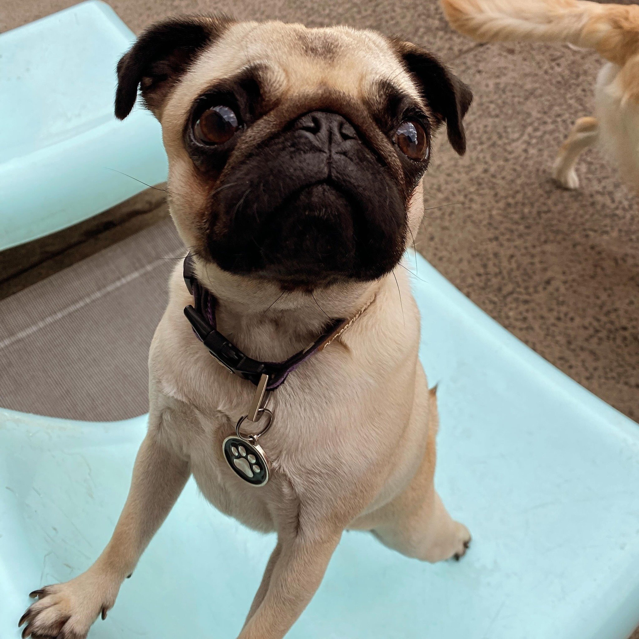 One little girl is happy to be back at school .. Miss Lola 🌸🥰
.
.
#lola #pug #puglove #instagrampugs #pugsofinstagram #pugpuppy #daycare #doggydaycare #furfamily #family #dogs #doglovers #puppylove #lovedogs #dogcare #wecare #playtime #dogsplay
