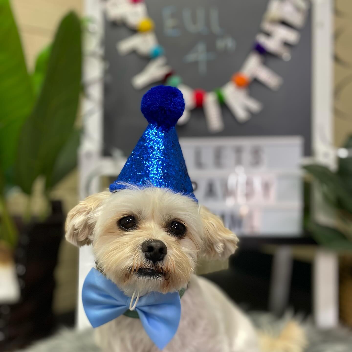 Happy 4th Birthday to Eustace (Eui). We&rsquo;ve known since you were weeks old. It&rsquo;s been beautiful watching your adorable personality grow &amp; shine over the past 4 years! 
A big shout out to your PAWrents for the delicious birthday cake &a