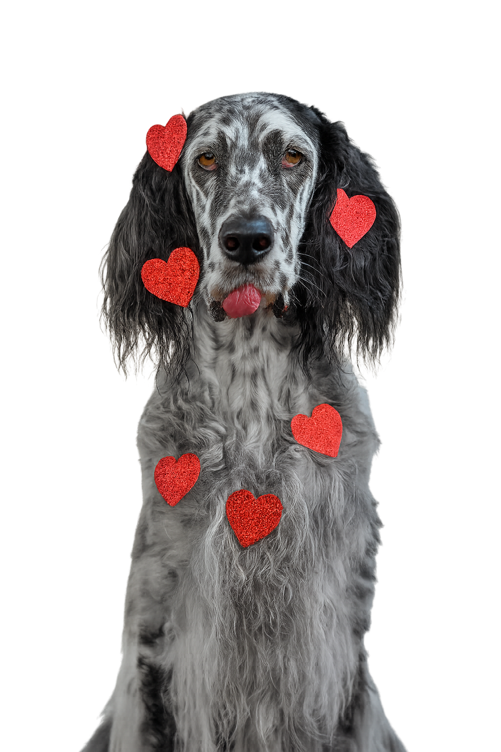 A dog with black and white fur, long ears, and a pink tongue sticking out, surrounded by red glittery hearts on a dark background with colorful light streaks.