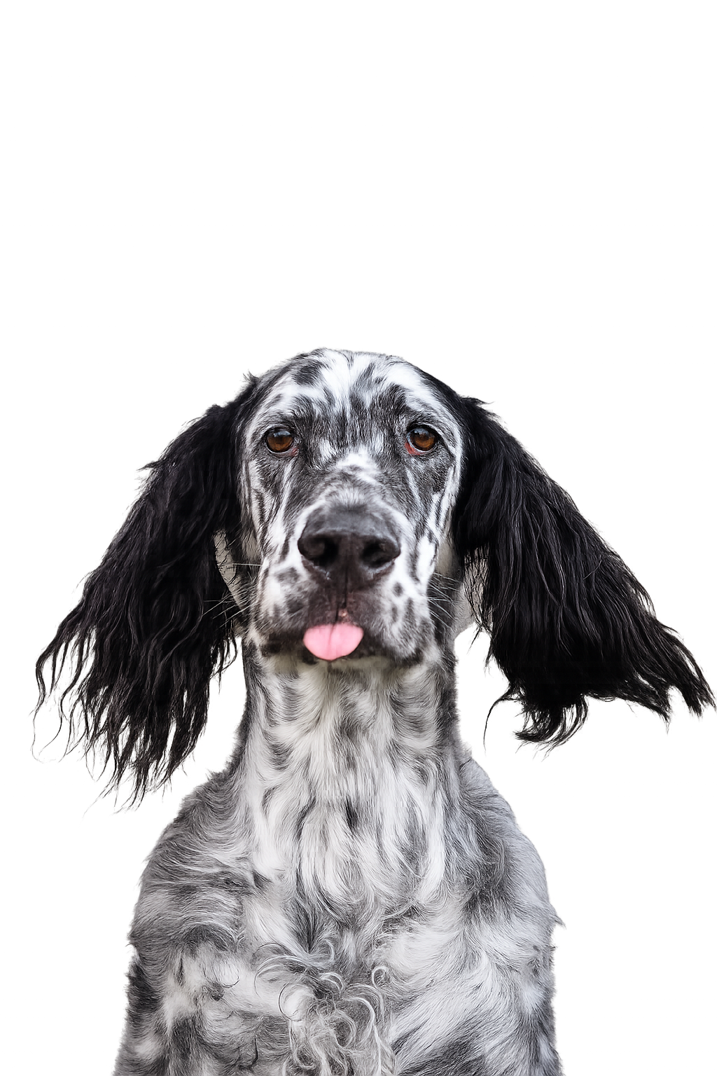 A black and white English Setter dog with long floppy ears and a tongue sticking out, against a dark background with colorful lights.