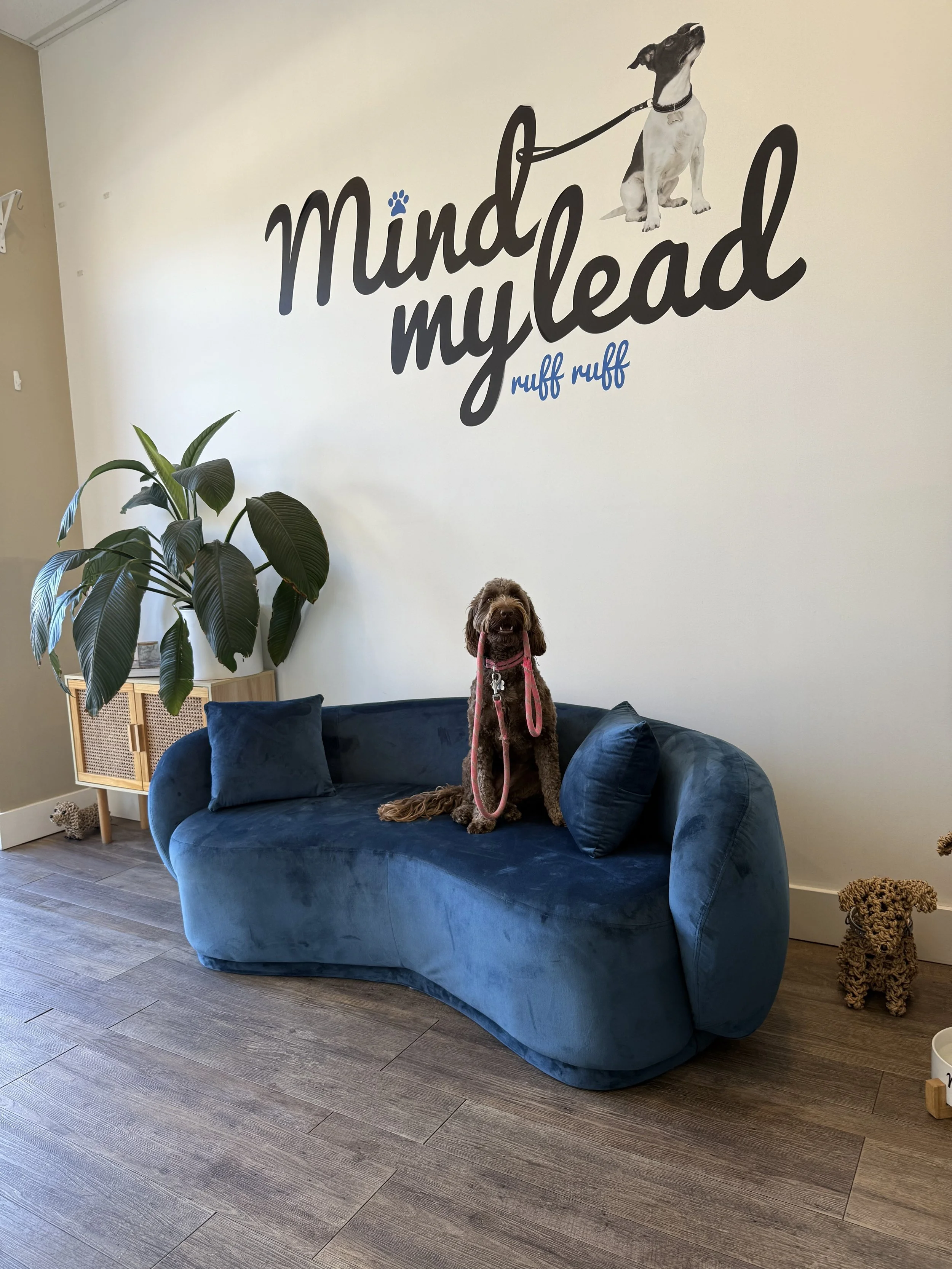 A brown dog with a pink leash sitting on a dark blue velvet sofa in a room with a white wall decorated with a mural of a dog, the words "Mindo my lead" and "ruff ruff", a large potted plant, and two small dog figurines