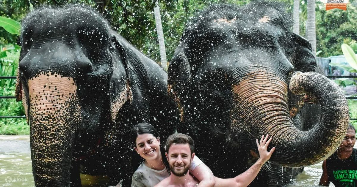 Elephant Jungle Sanctuary Experience in Koh Samui.jpg
