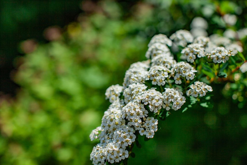 White flowering plant with small white blooms in a garden setting.