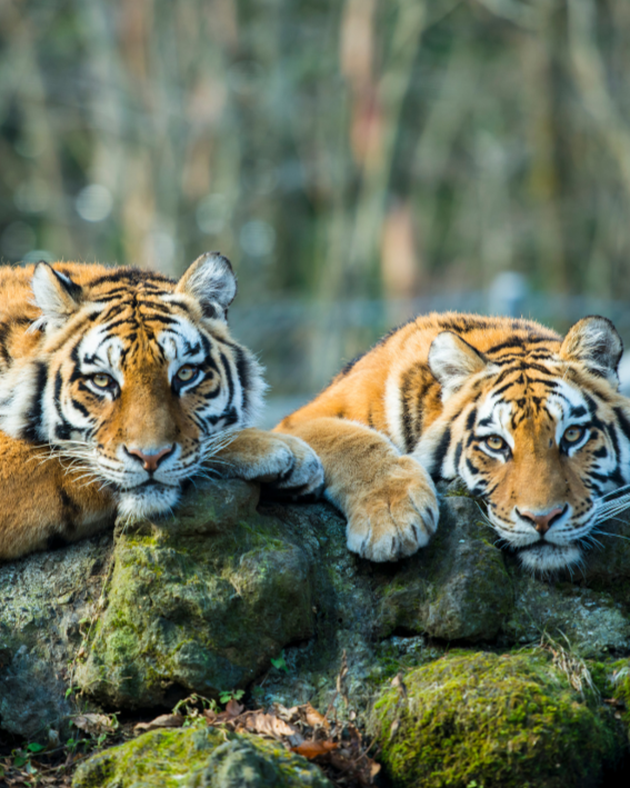 Rejection Sensitive Tigers by Phil