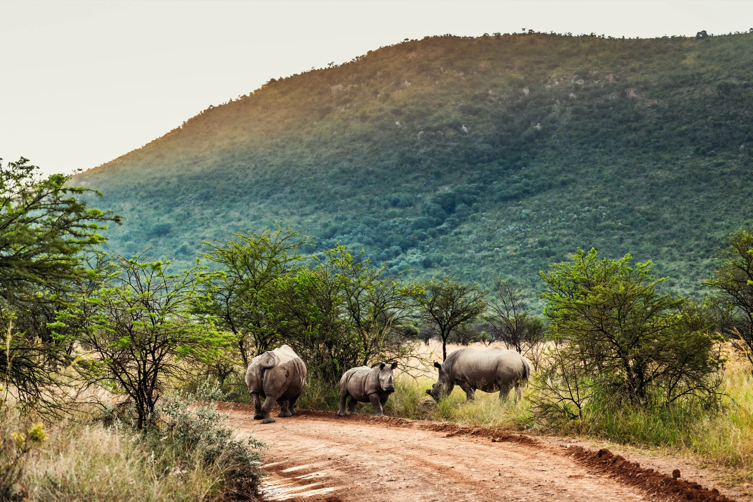 South African Safari Rally - Dacia Sandriders - May 2025 (2).jpg