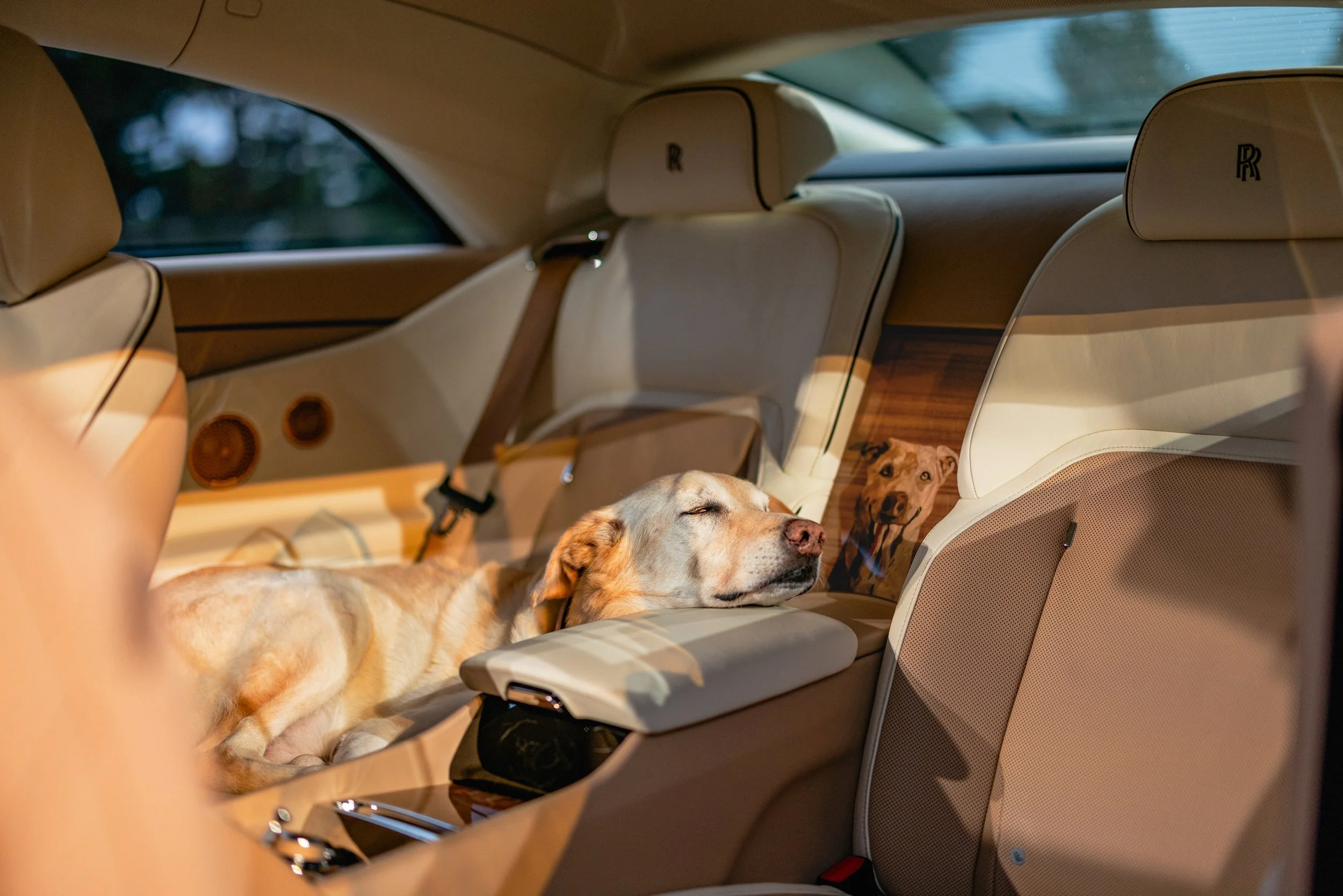 Rolls-Royce Spectre Bailey: A Bespoke Tribute to a Beloved Dog