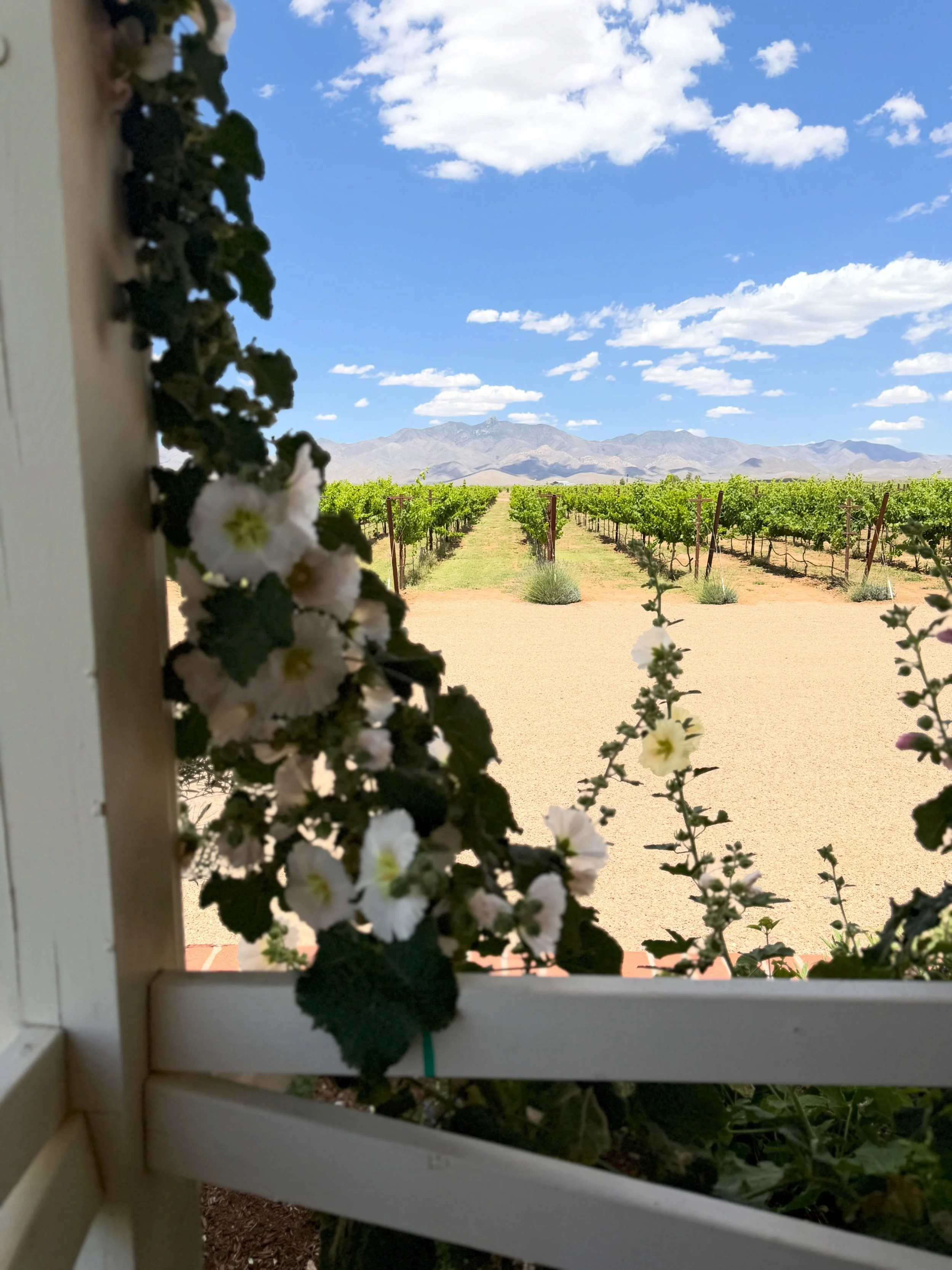 Name a better view. #olivescafe #willcox #willcoxaz #winesofwillcox #doscabezas