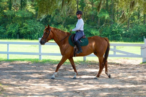 CATR Programs — Charleston Area Therapeutic Riding (Copy)