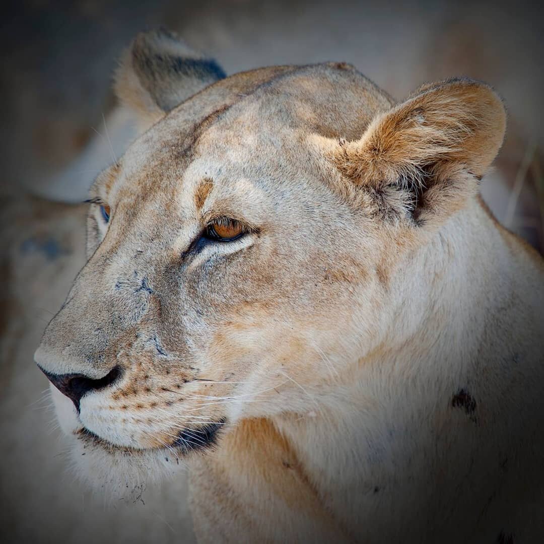 &quot;Daughters, look at the lioness. Watch her closely. Let her awaken your untamed nature, your fierce beauty, and your unbridled strength so you can rise up and be the courageous women I have called you to be&quot; - Lisa Bevere.
.
In memory of Si