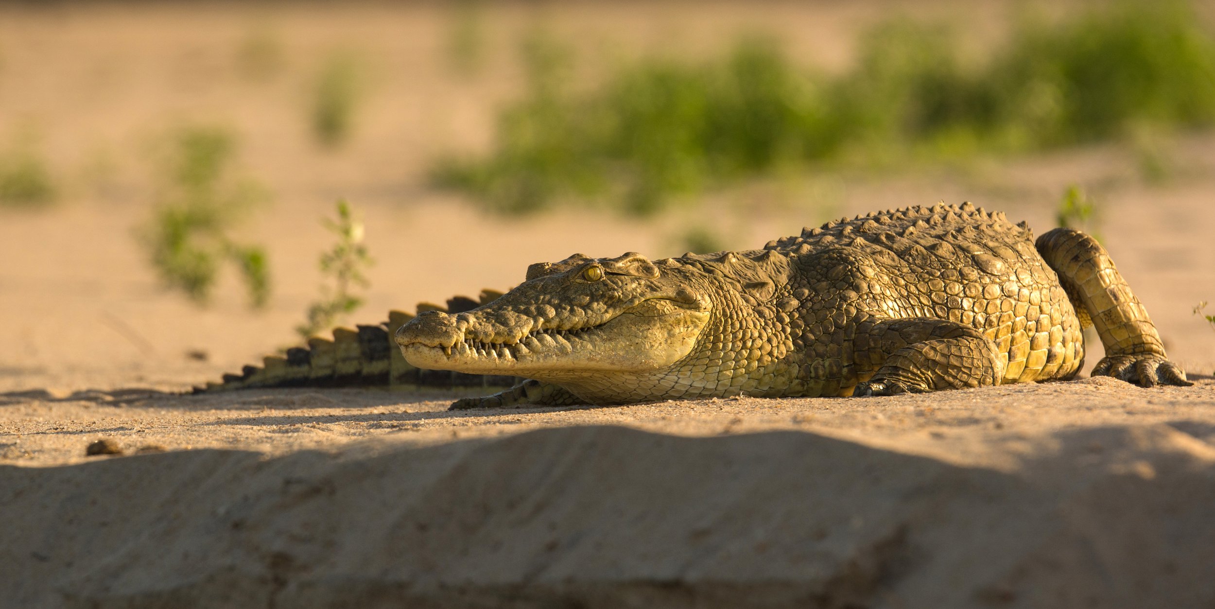 selous_safari_crocodile.jpg