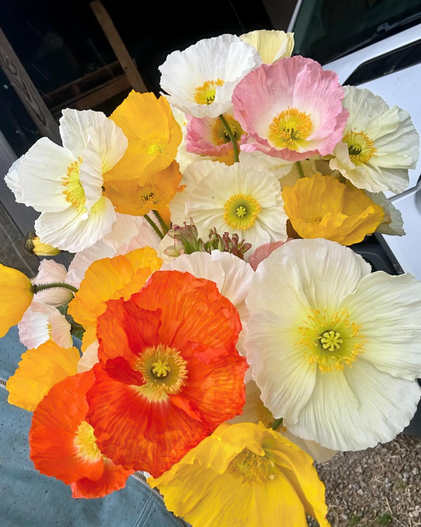 Sending lots of little lovelies to the downtown Lexington Farmers Market location tomorrow morning ( March 2nd) ! Ern will be there 9am til sellout. Spring has sprung and so have the poppies, anemones and ranunculus. Daaaang.
Thanks for stopping by a