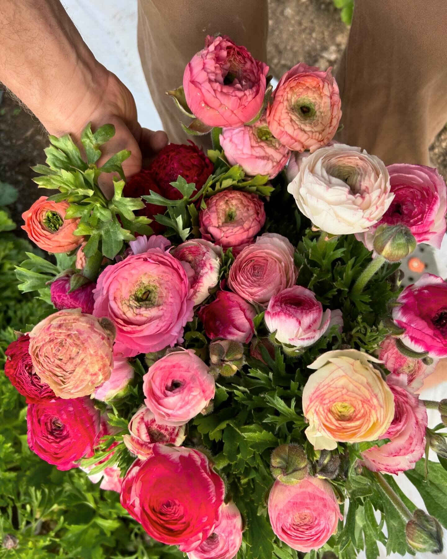 March 4th and spread joy. 
Ranunculus are showing their beautiful faces already! Stay tuned for updates as we navigate our early spring season. We aim to be at markets as much as possible but wholesale orders take up much of our inventory right now. 