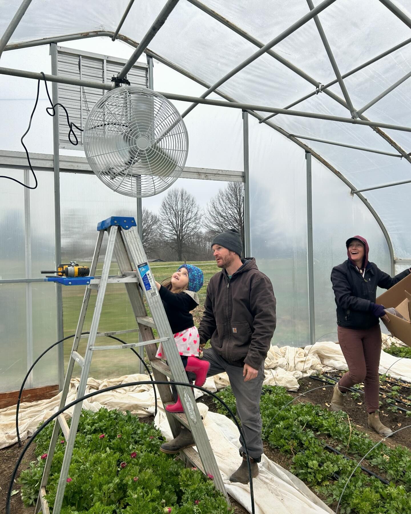 Spring flower farm scenes 
1. New fans in the high tunnels help@keep disease pressure low
2. Annual weeding and mulching of our mature peonies. Gotta get that black fabric off and plant native grasses in the rows soon! 
3. Wintered over ranunculus, b