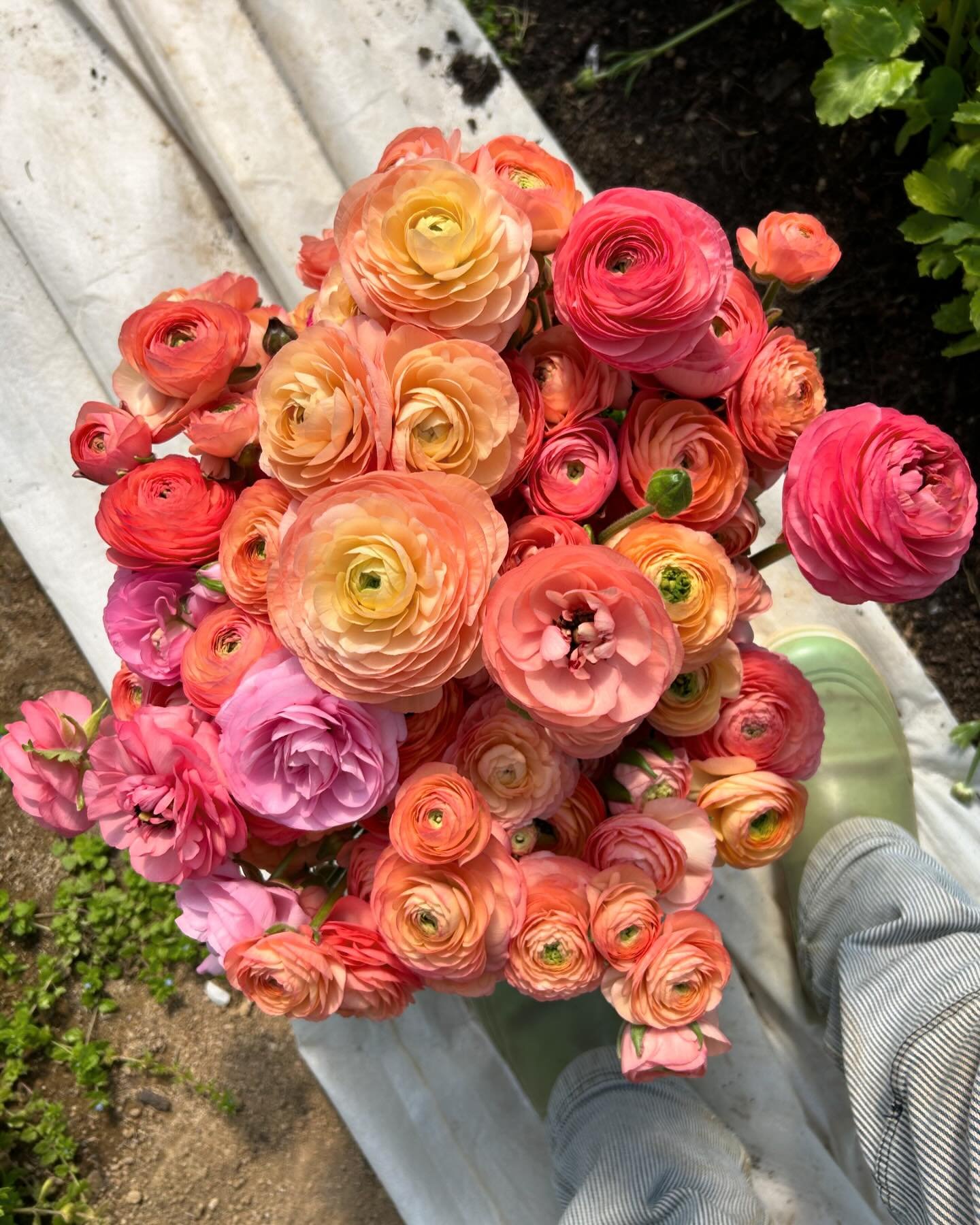 Some Monday things&hellip;..
We cut buckets of flowers all morning til it wasn&rsquo;t morning anymore&hellip; then we continued cutting. This warm weather makes the ranunculus blow wide open and show off their belly buttons. Yes, they still have ple