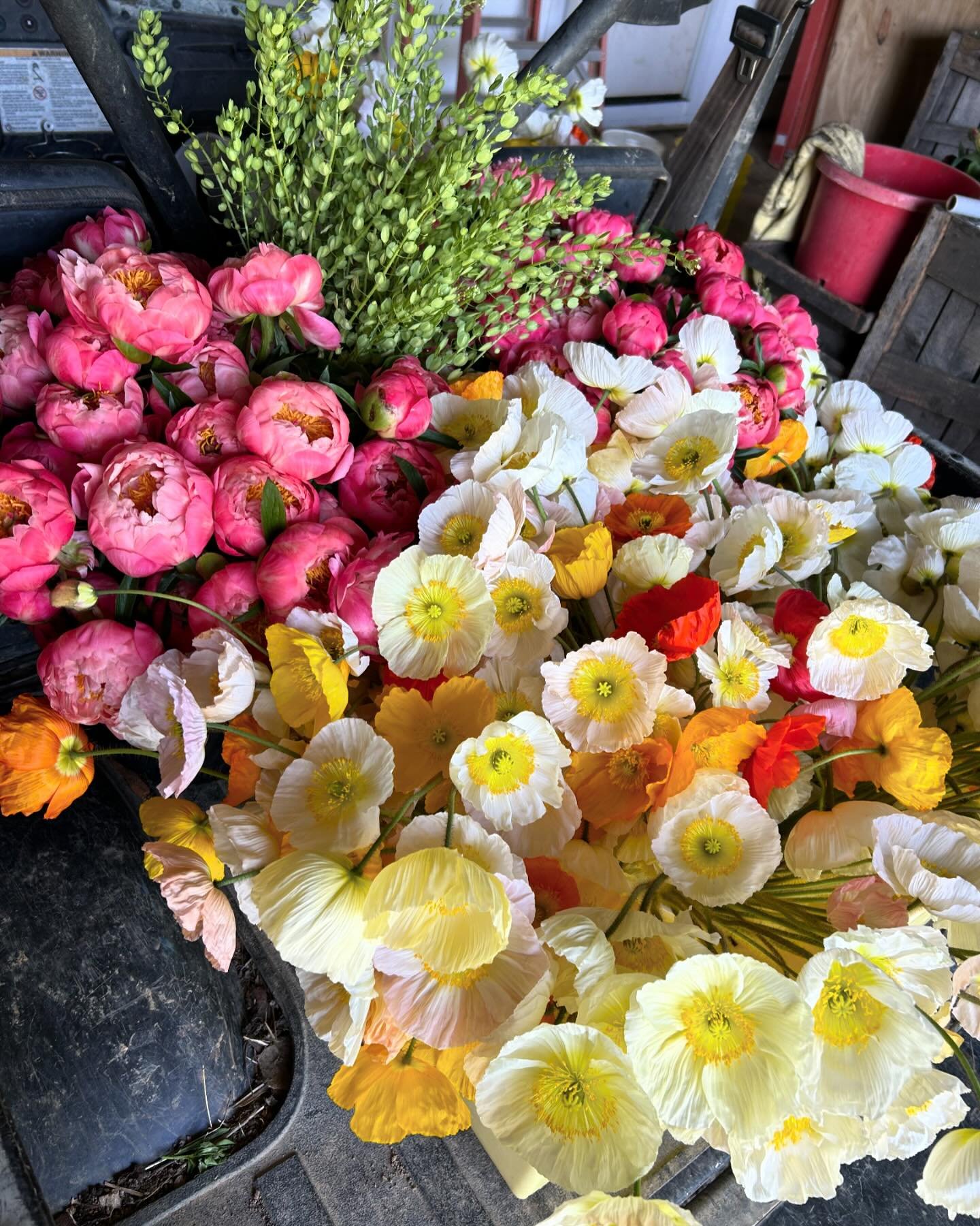 (Puts neoprene ankle boots on with no socks) 
&ldquo;I&rsquo;ll just go feed the dogs, water the prop house and take stock of what I can put in wholesale this week&rdquo;.
Two hours and some very sweaty feet later I&rsquo;ve cut hundreds of blooms- l