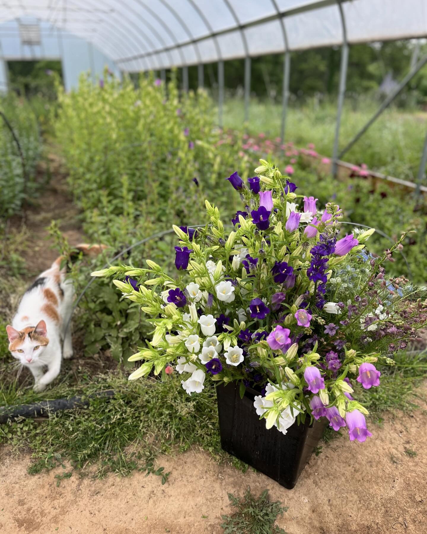 Campanula Champion variety&mdash; coming in Hot! Find these beautiful, long lasting blooms at Lexington and Douglass Loop farmers markets this Saturday. 
*****
#canterburybells #bellflower #freshcut #flowers #locallygrown #knowyourfarmer