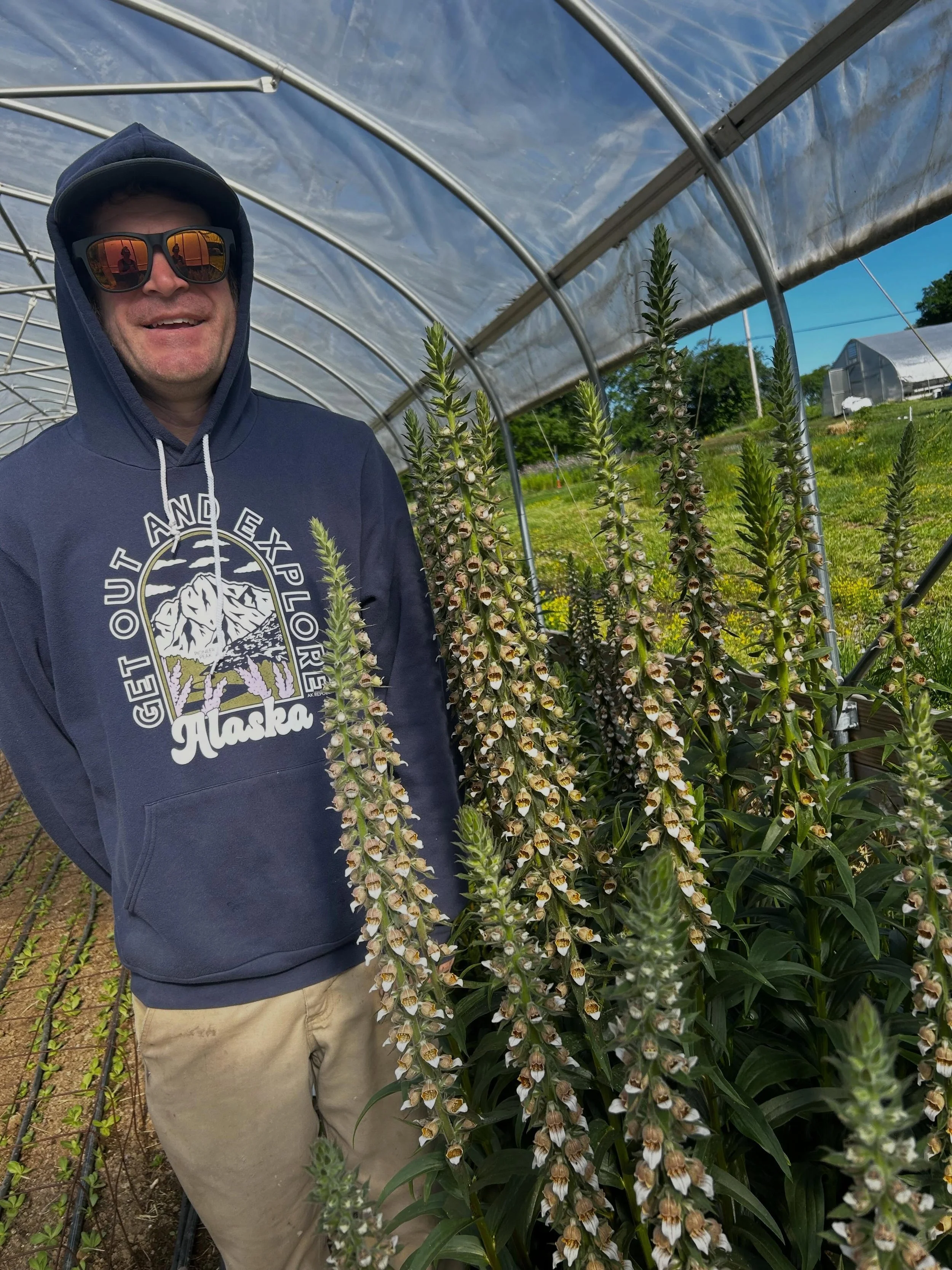 Thursday farm scenes! 
The cafe creme foxglove is drop dead gorgeous this year but 70% of it has aphids. Lame.
Grateful for that second round of hummingbird poppies coming in. Strawflower showing up! 
And a truck load of ranunculus rounded out today&