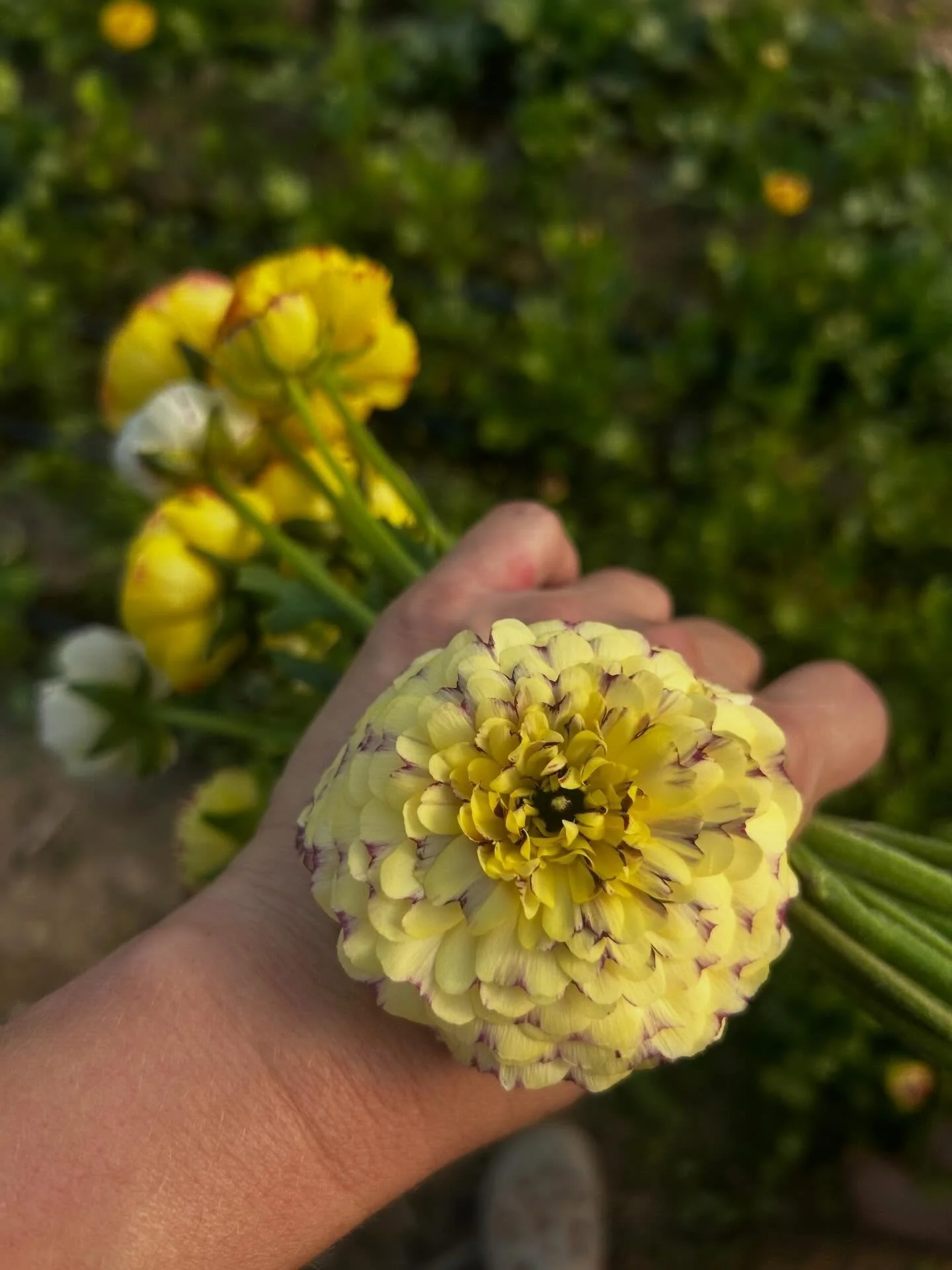 The ranunculus are back in  big way but they won&rsquo;t be around for long! This warm spring weather is going to cut their season short. Get &lsquo;em while you can!  Find our flowers at markets this weekend. Details below! 
And Douglass Loop, skip 