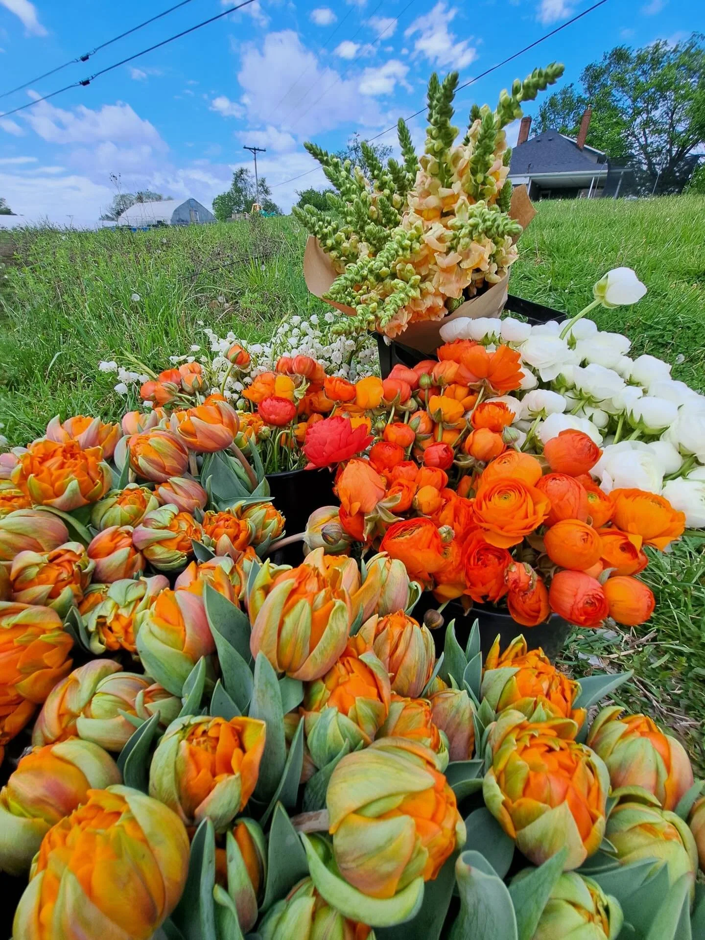 Sent my favorite color palette out to one of our favorite Louisville designers today. Gonna go hard  on reclaiming orange. It&rsquo;s the best! 🍊 
📸 &amp; 🚐 @flowerfan78 

***Weekend market details&hellip;
*Saturday- Lexington Farmers Market, Tand