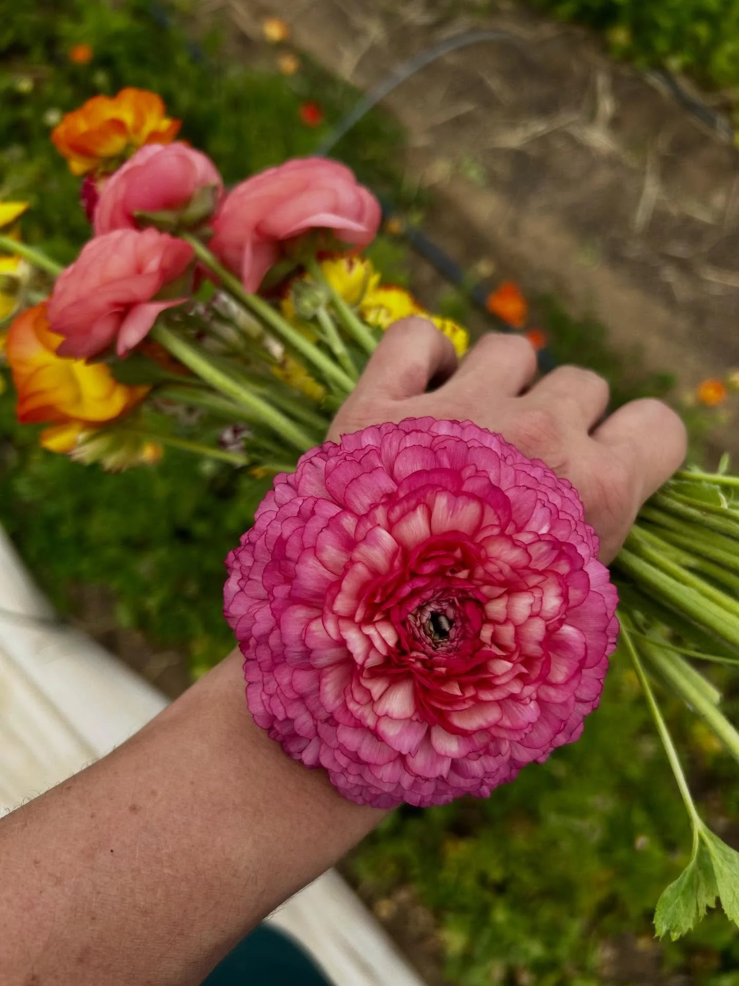 Friday scenes as we prep for opening days of our regular season markets. Lort! It&rsquo;s been an insane few weeks. Lots of Blooms coming to ya. Farmers market details below. Thank you for supporting local farmers and vendors. Xoxox 
*Saturday- Lexin