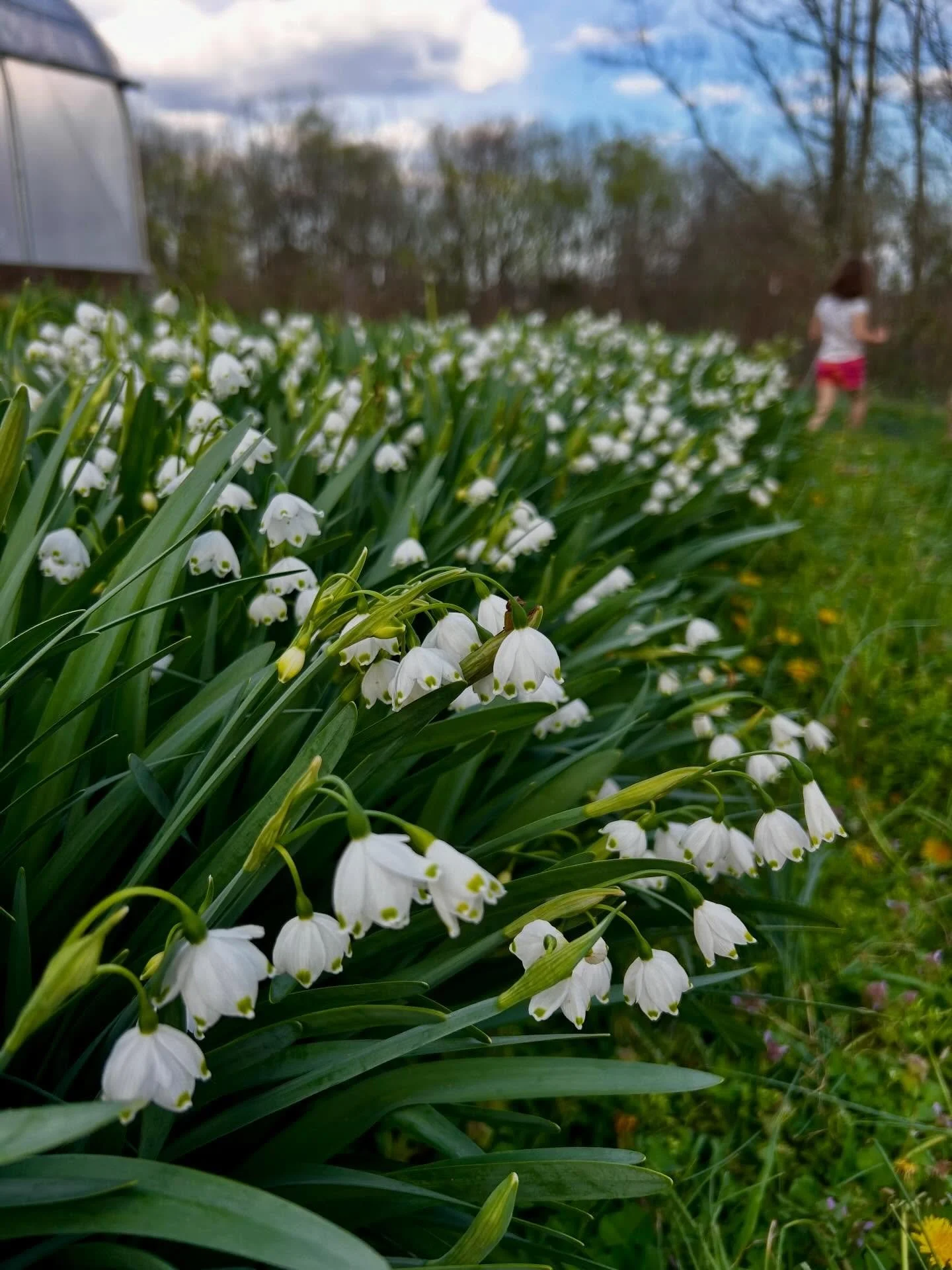 Wednesday farm scenes. Sweet little Leucojum bells in bloom. Ranunculus in tunnel 3- showing up and leaving quickly due to the wild swings in temperature. Another table full of transplants hardening off, soon to be planted. Spring break tie dye art p