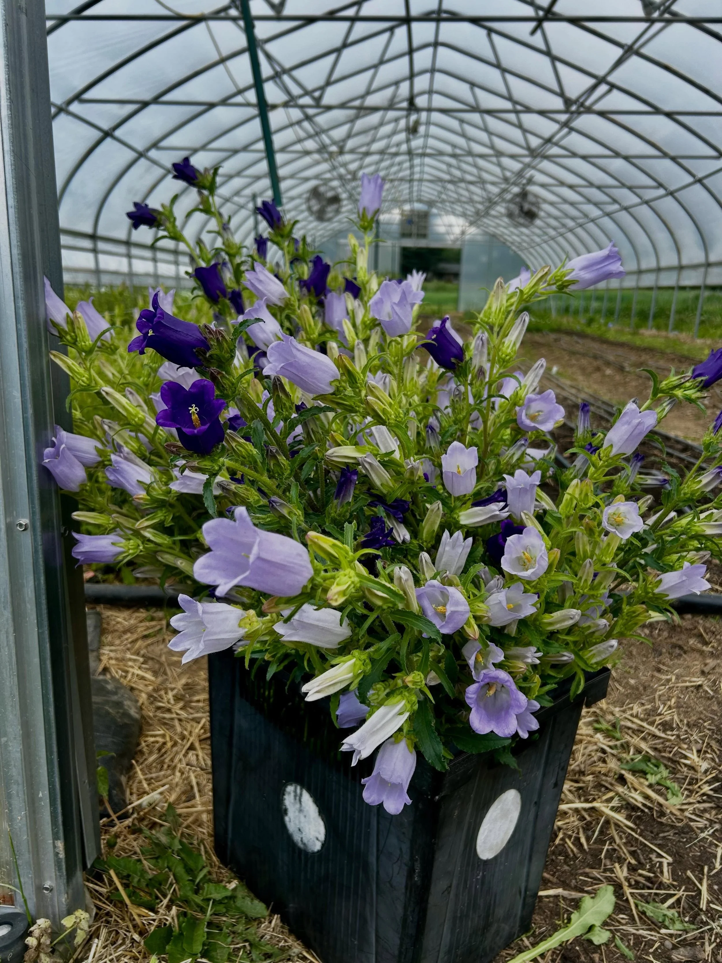 Headed to market on this first Saturday in May. See you there?! Lexington farmers market- downtown in Tandy park til 1-2ish. Douglass Loop in louisville- 10-2. Thanks for shopping local. Xoxo
*****
#farmersmarket #locallygrown #knowyourfarmer #flower