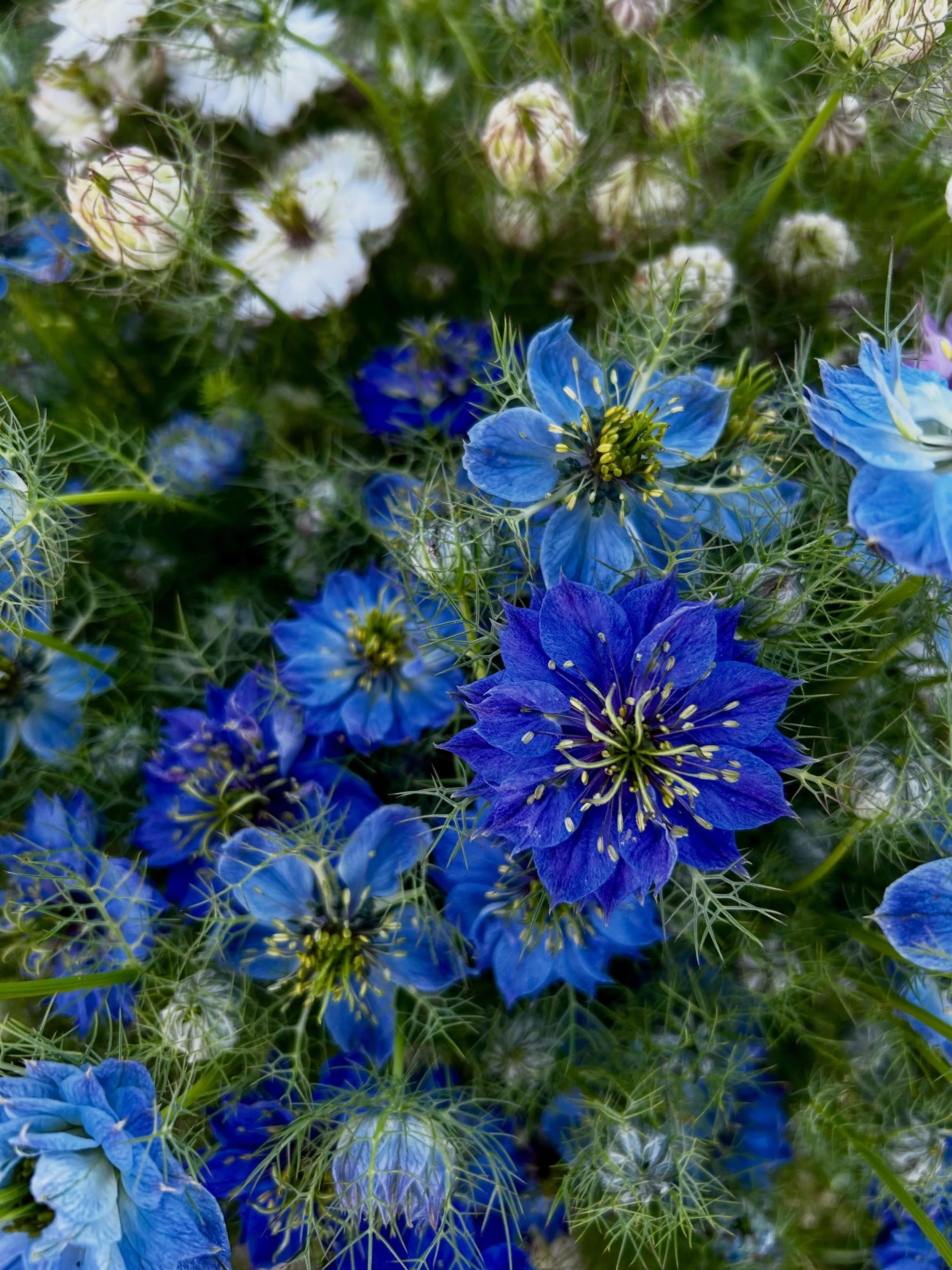 Fairly certain that the flowers we grow are gorgeous tokens from a magical fairy realm and we are simply their stewards to the other side. 
See you at markets this weekend&hellip;..
***Market details
*Saturday- Lexington Farmers Market, Tandy Park, 8