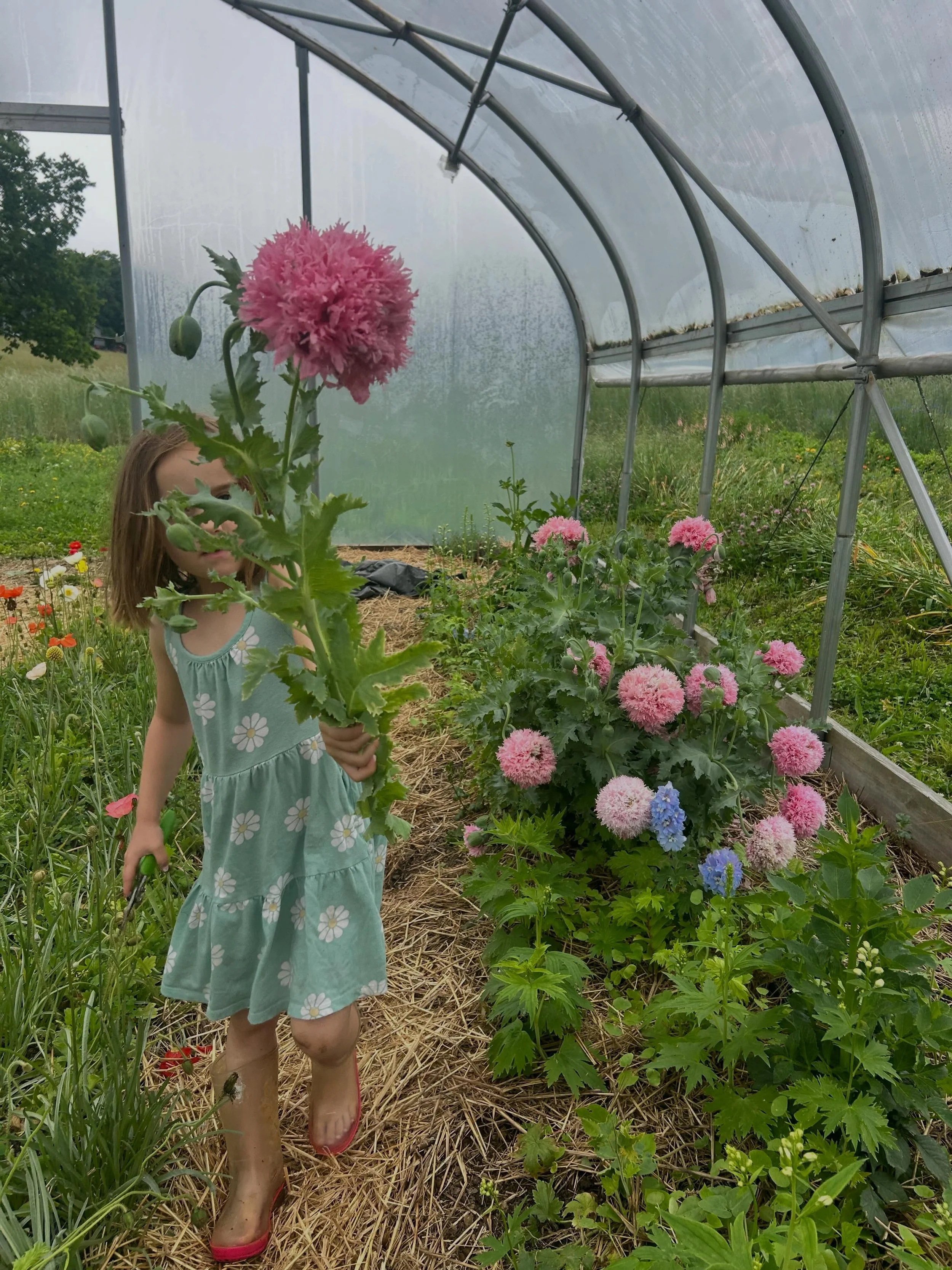 The littlest flower farmer found the volunteer French Flounce poppies. They show up somewhere every season and I ain&rsquo;t mad about it. And while their blooms don&rsquo;t make a good cut flower they are fun to have around. See you at markets this 