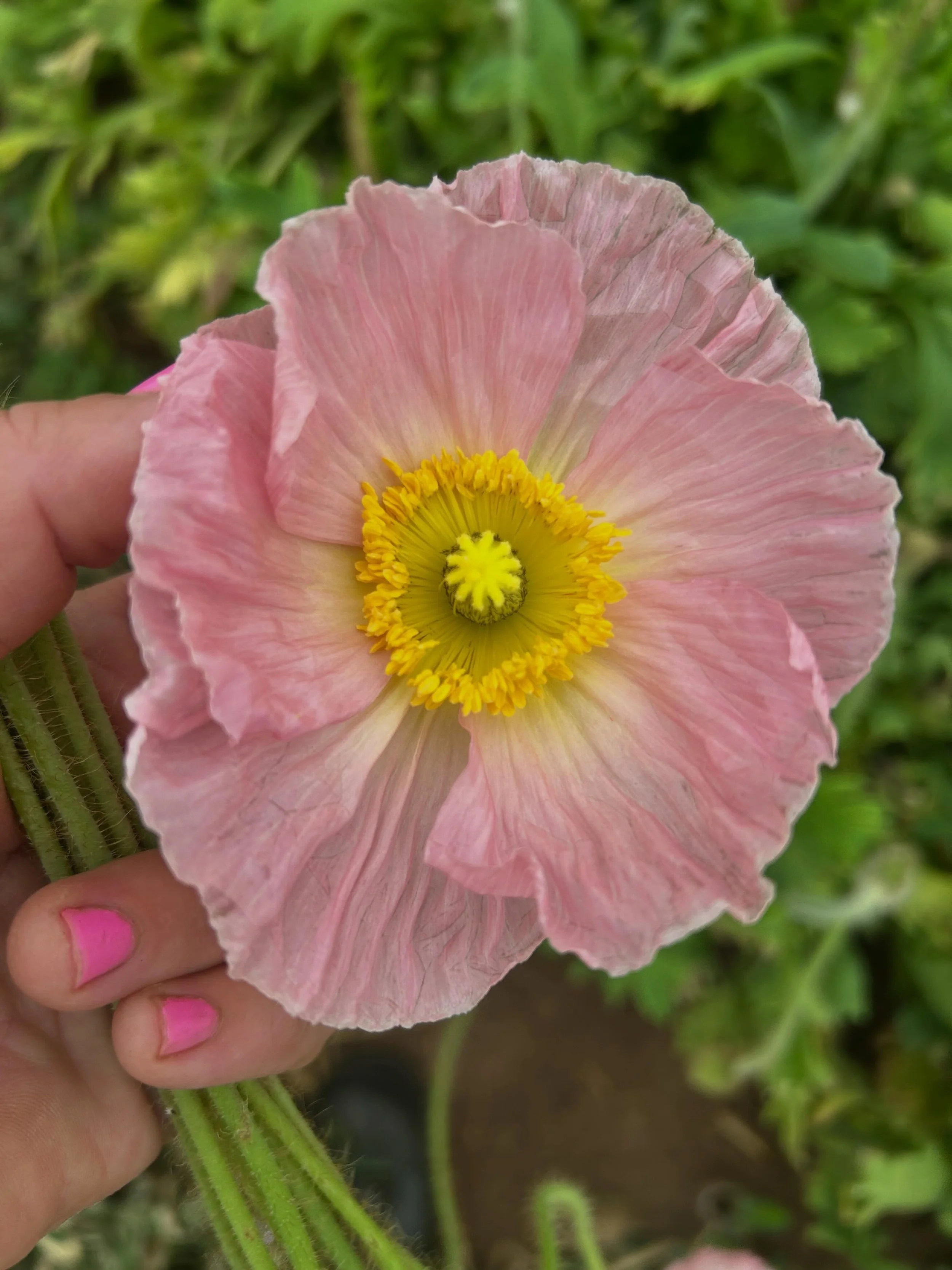 Hey folks. We&rsquo;re taking break from Sunday market to rest our bodies and our brains today. Please enjoy my random gathering of farm scenes that inspired me this week&hellip; 
Pink poppy and Barbie nails 4EVA
Very cute, very disobedient destructo