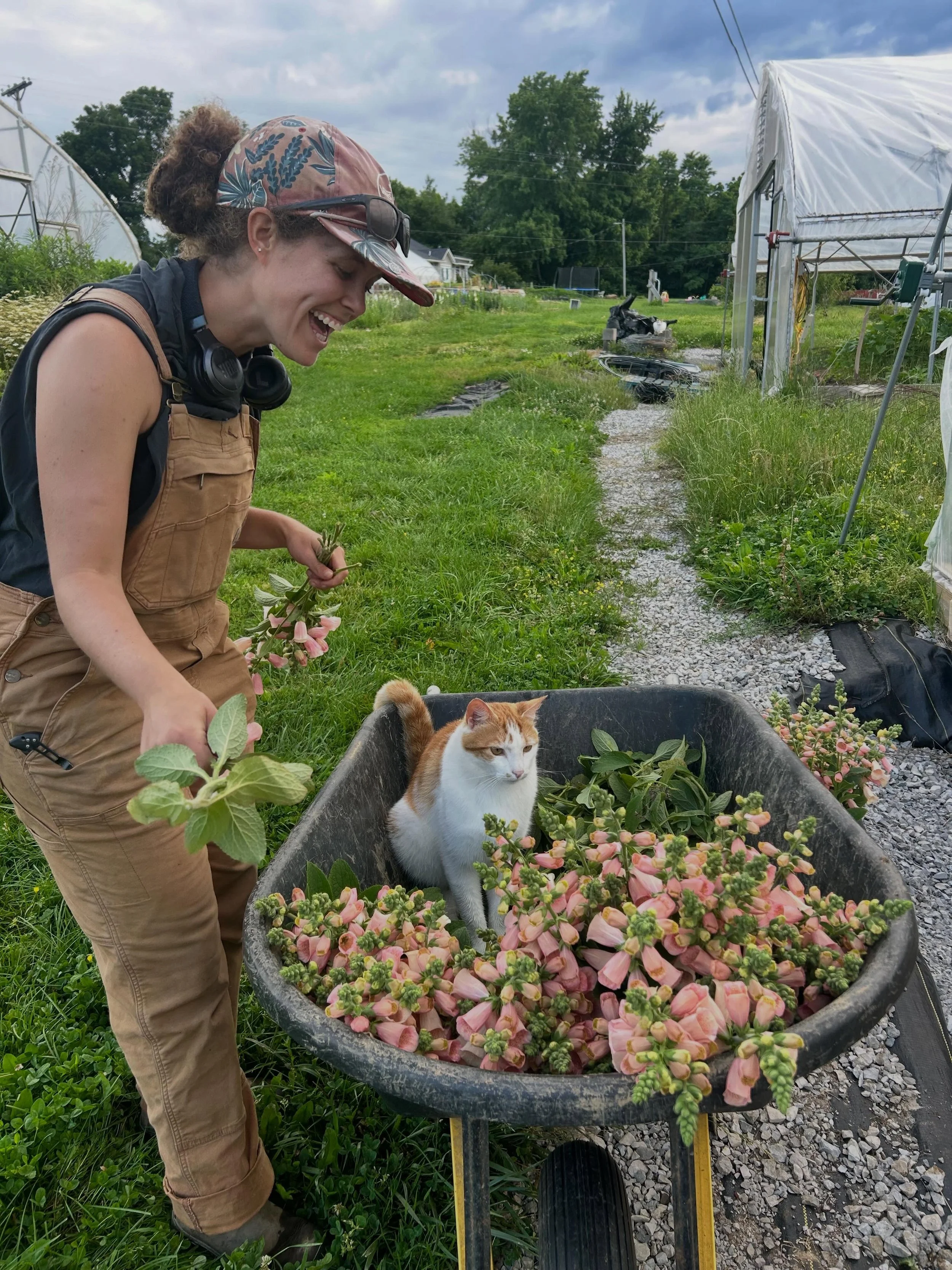 Farm cat appreciation post! No rodents in the prop house anymore and a lot less voles in the tunnel since this trio arrived three years ago. They work hard! Tilly, the fiercest huntress pictured with strawflower, can gobble up a mouse quicker than I 