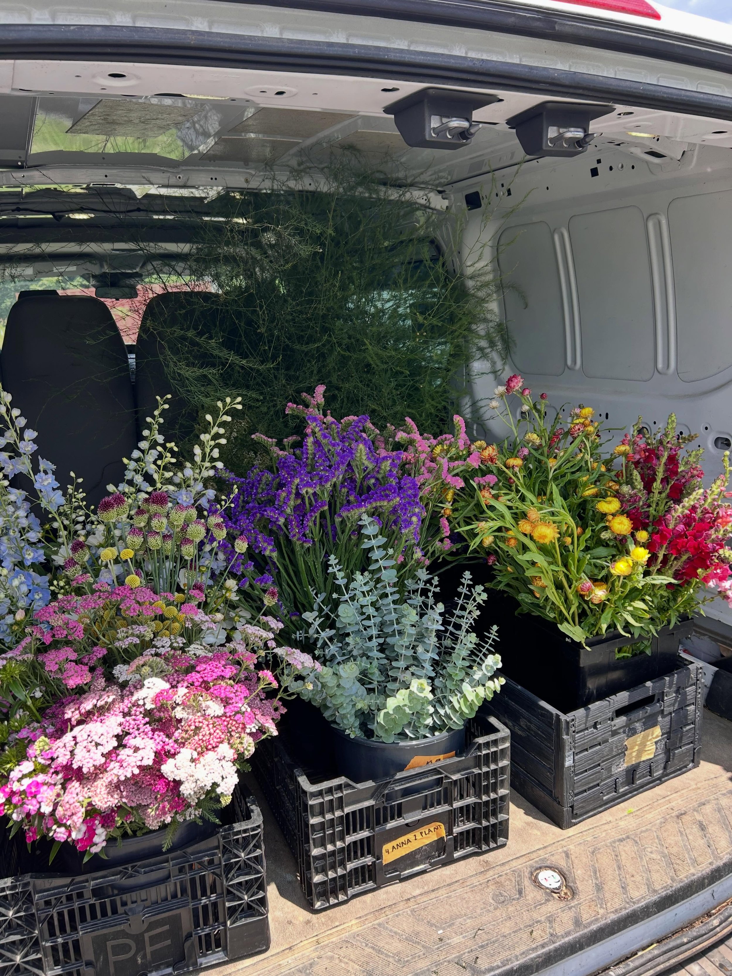 Wednesday farm scenes. Hope y&rsquo;all are acclimating to the humidiitittes.  See you at markets this weekend! 

***Market details
*Saturday- Lexington Farmers Market, Tandy Park, 8-2
*Saturday- Douglass Loop Farmers Market, 10-2
*Sunday - Lexington