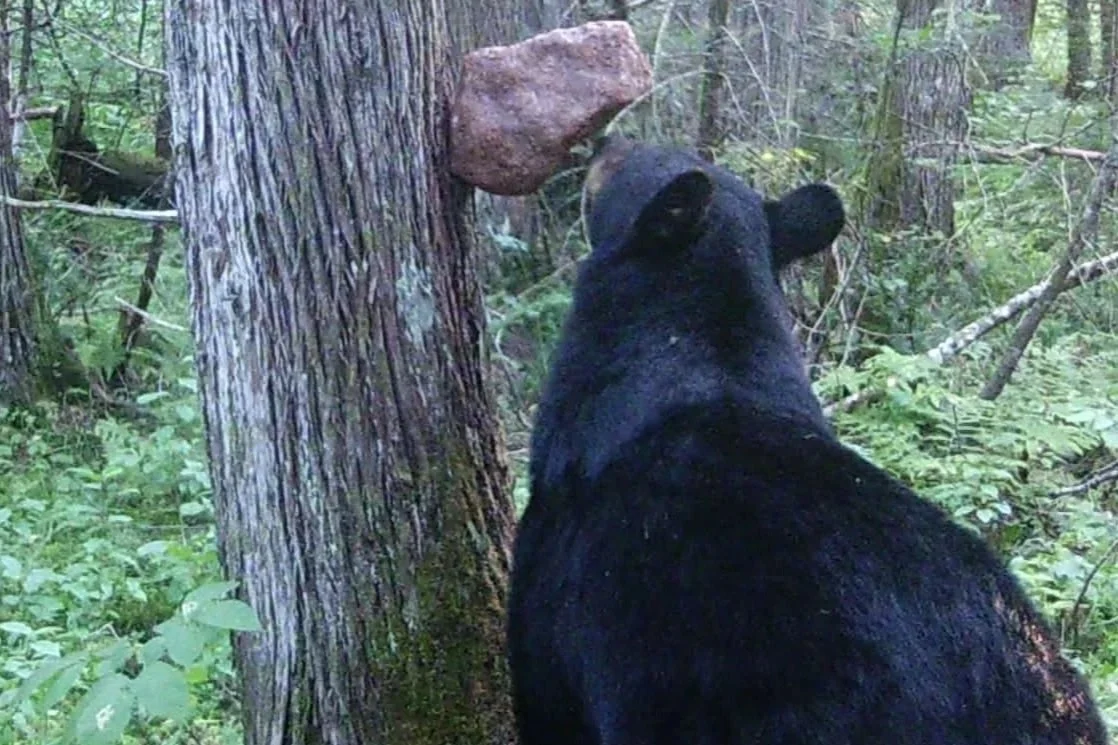 Amateur naturalist