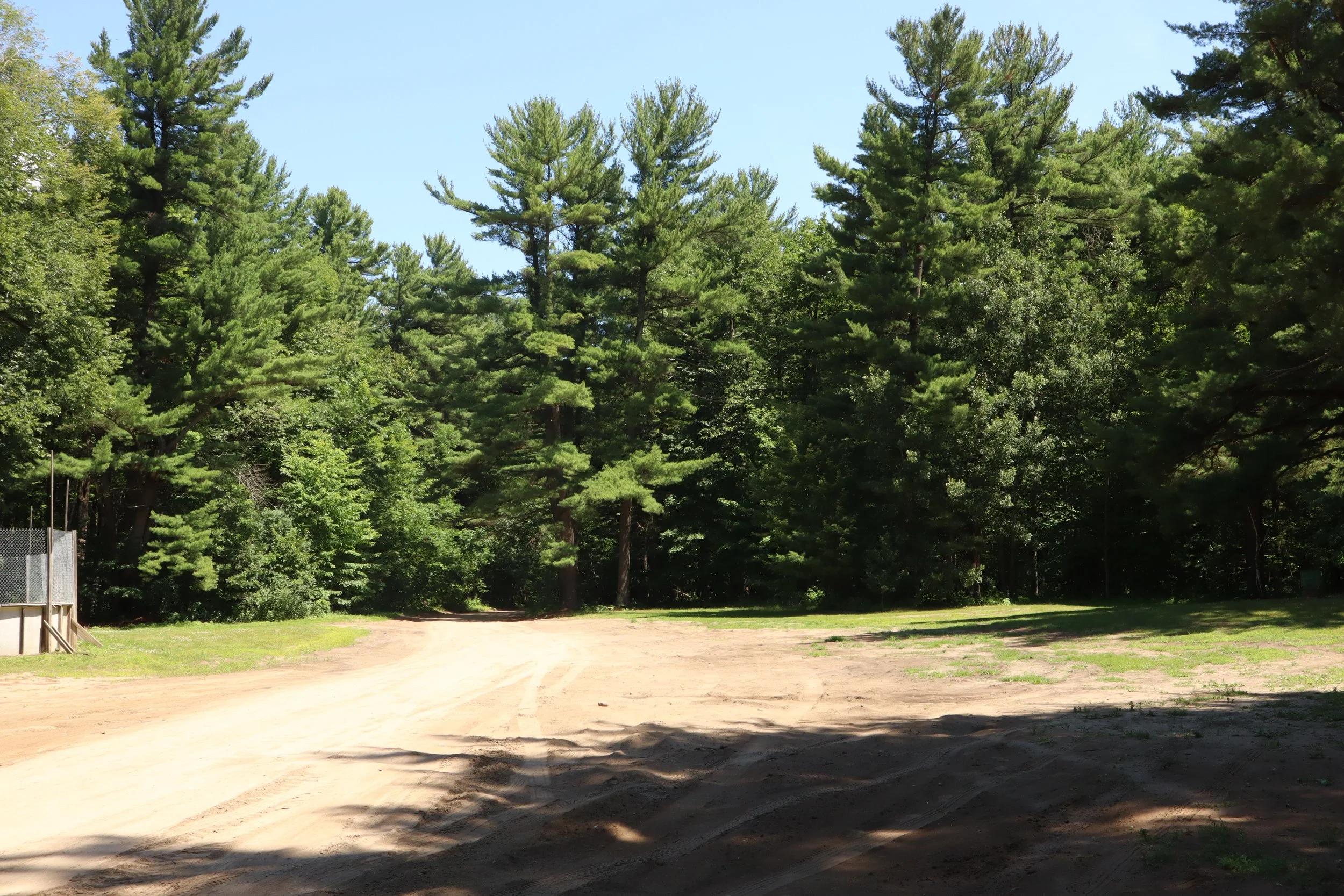 The last white pine forest