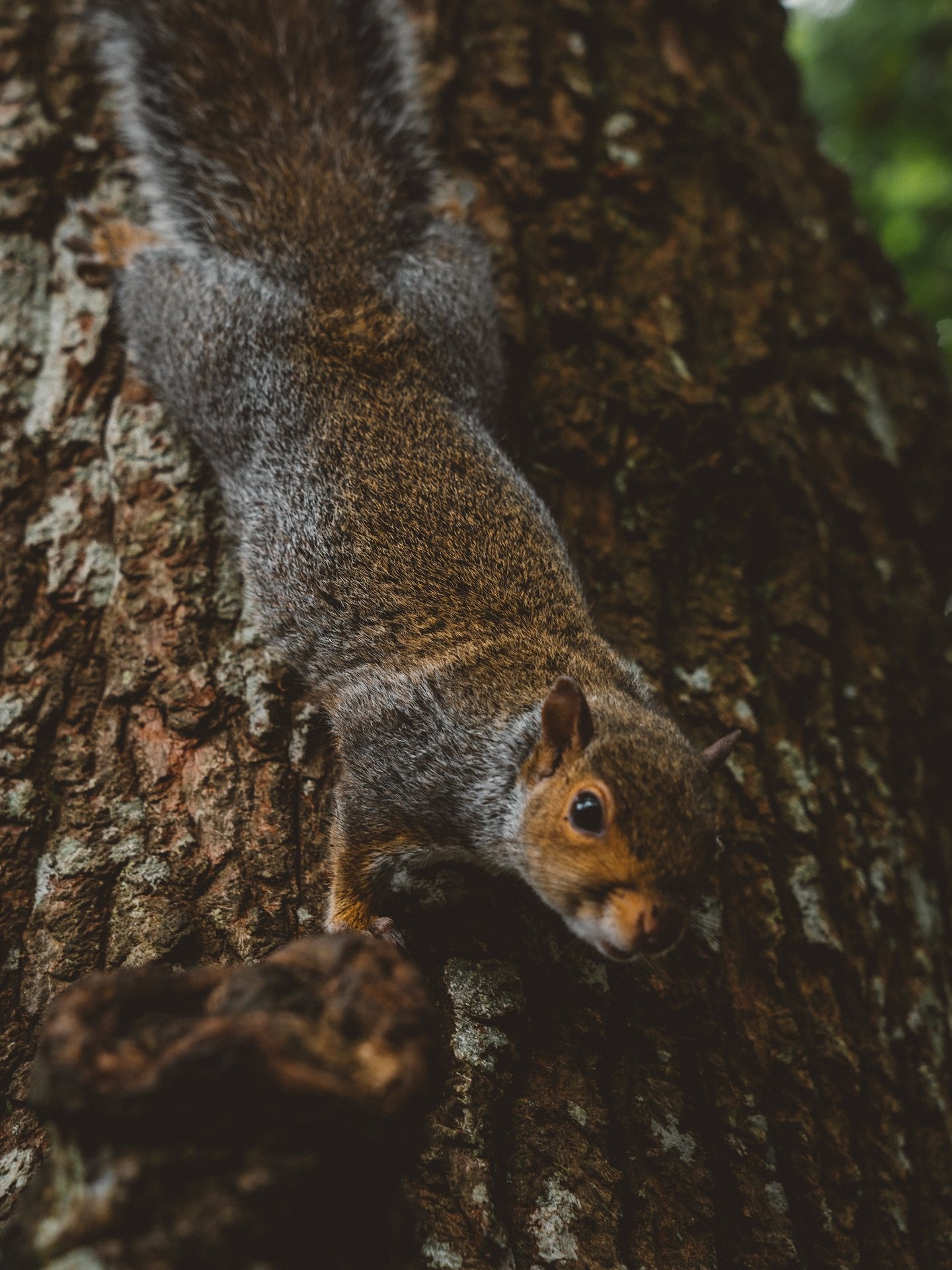 On oublie parfois qu&rsquo;ils ne nous doivent rien. Ni leur confiance, ni leur pr&eacute;sence. 🐿️🌳
 
Et pourtant, il suffit d&rsquo;un regard, d&rsquo;un fr&eacute;missement, pour que la magie op&egrave;re. Dans chacune de mes rencontres avec le 
