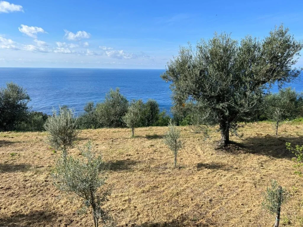 Un ponte d’oro verde tra terra e mare: Moscufo e Anacapri celebrano il futuro dell’olivicoltura mediterranea