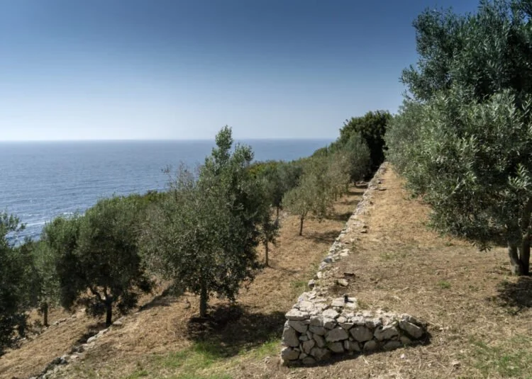 ANSA – Un legame genetico millenario fra gli ulivi di Anacapri e quelli dell'Abruzzo