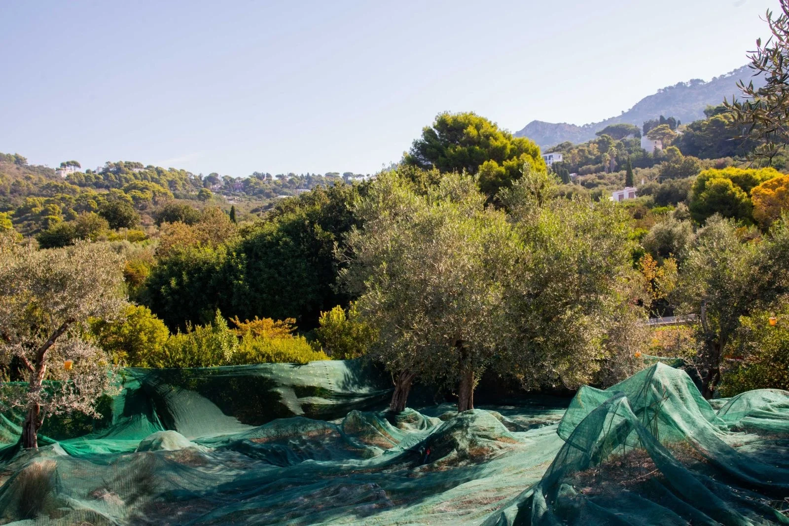 Raccolta delle olive 2026