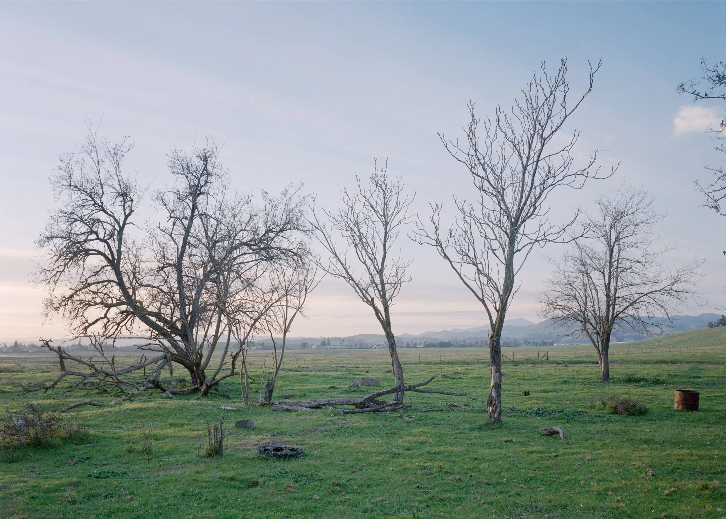 Trees (2).jpg