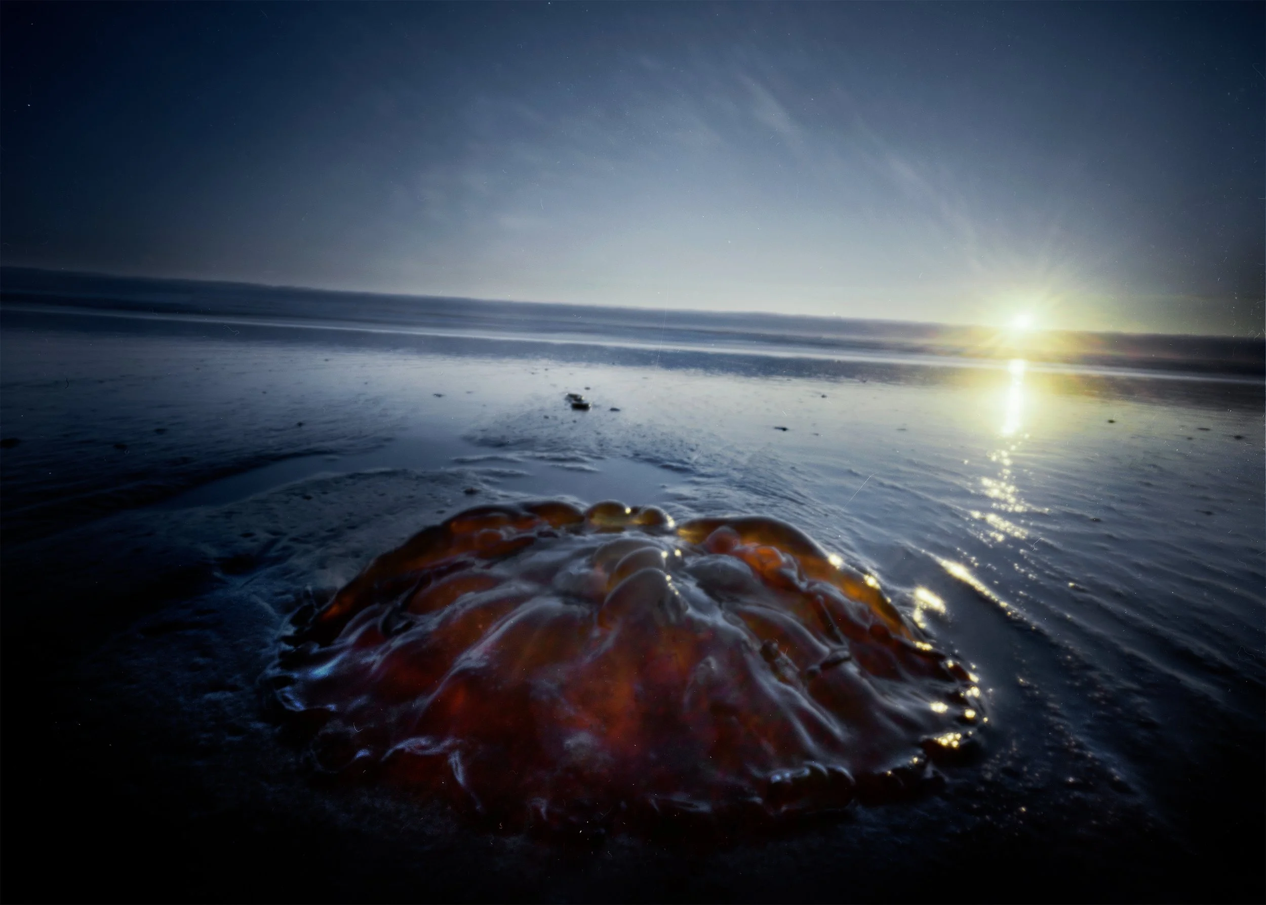 Jellyfish.jpg