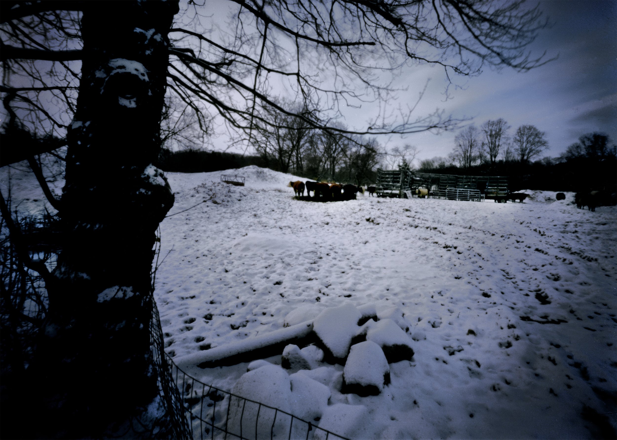 Cows_Pinhole.jpg