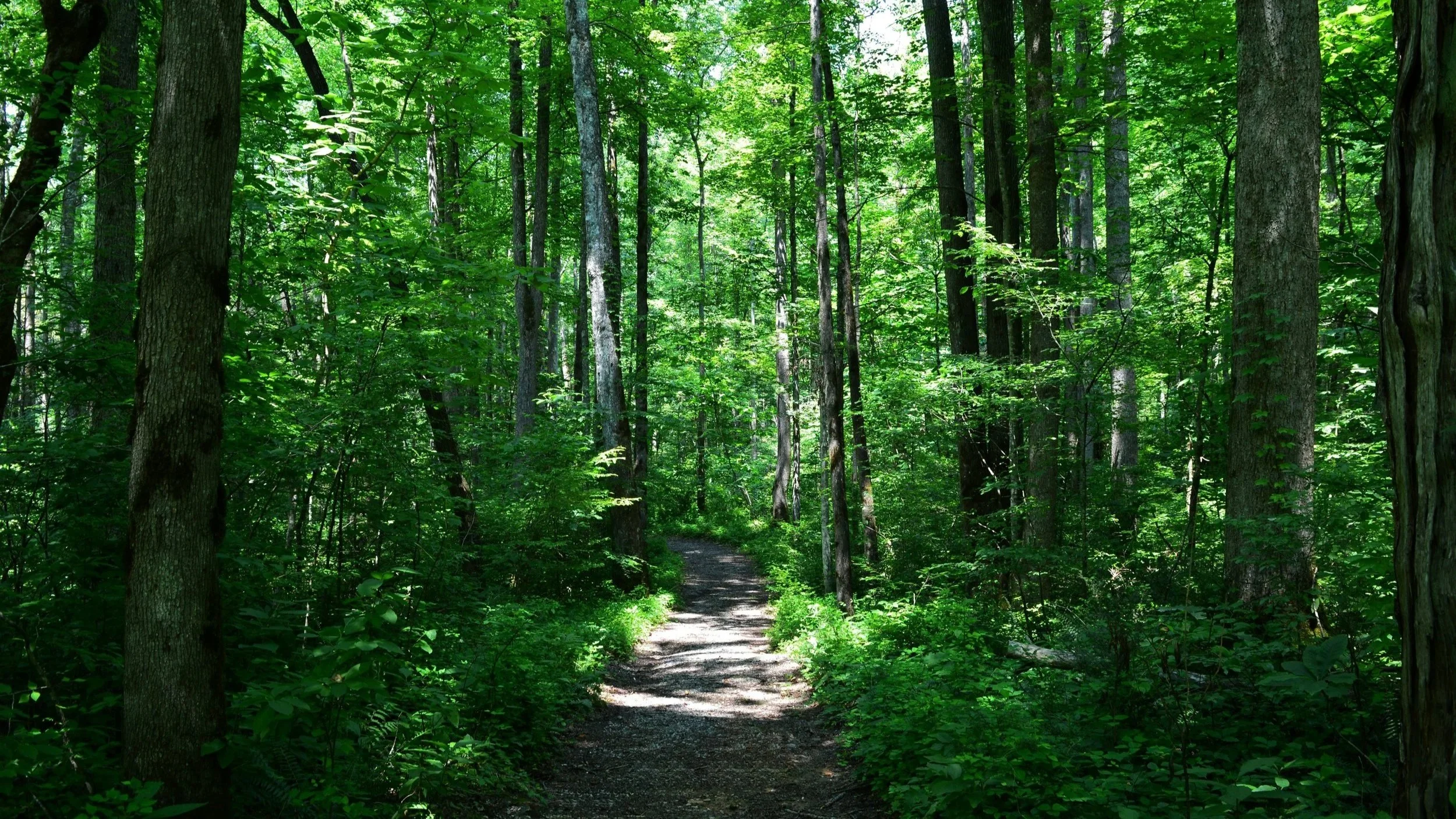 The Wild Nearby