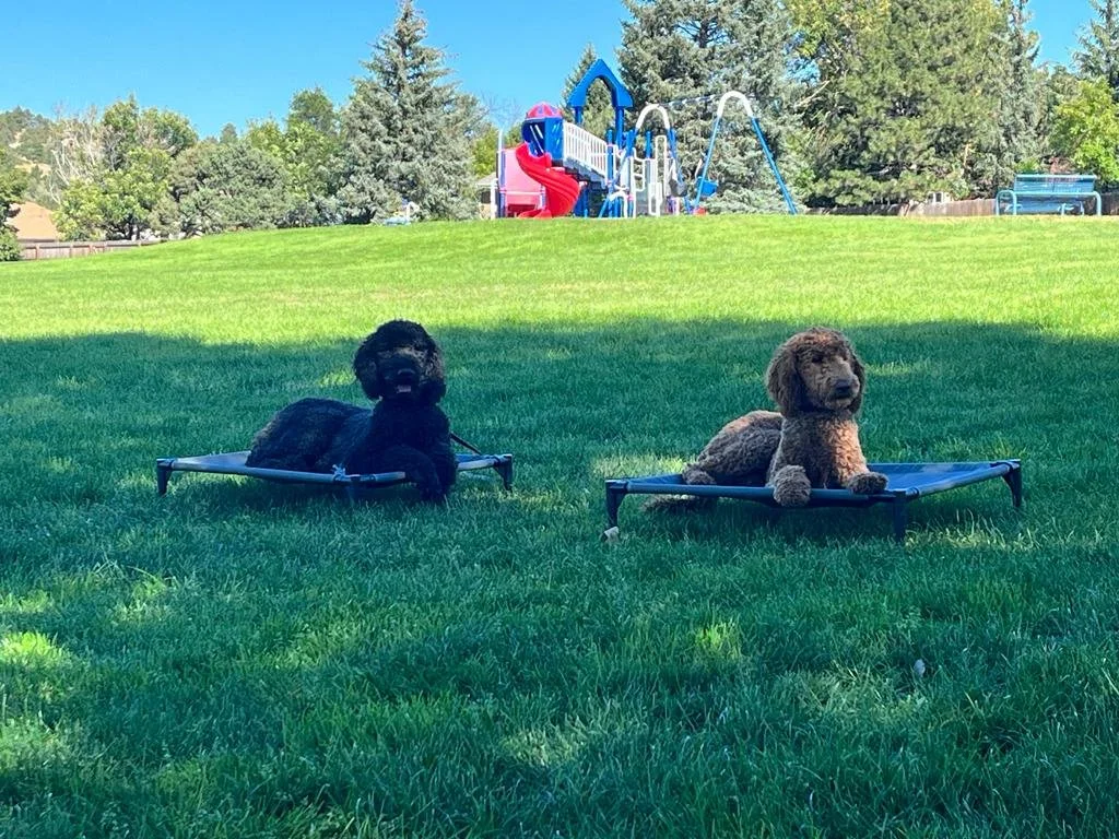 Dog Boarding Colorado Springs Pet Hotel Prime Time Pups